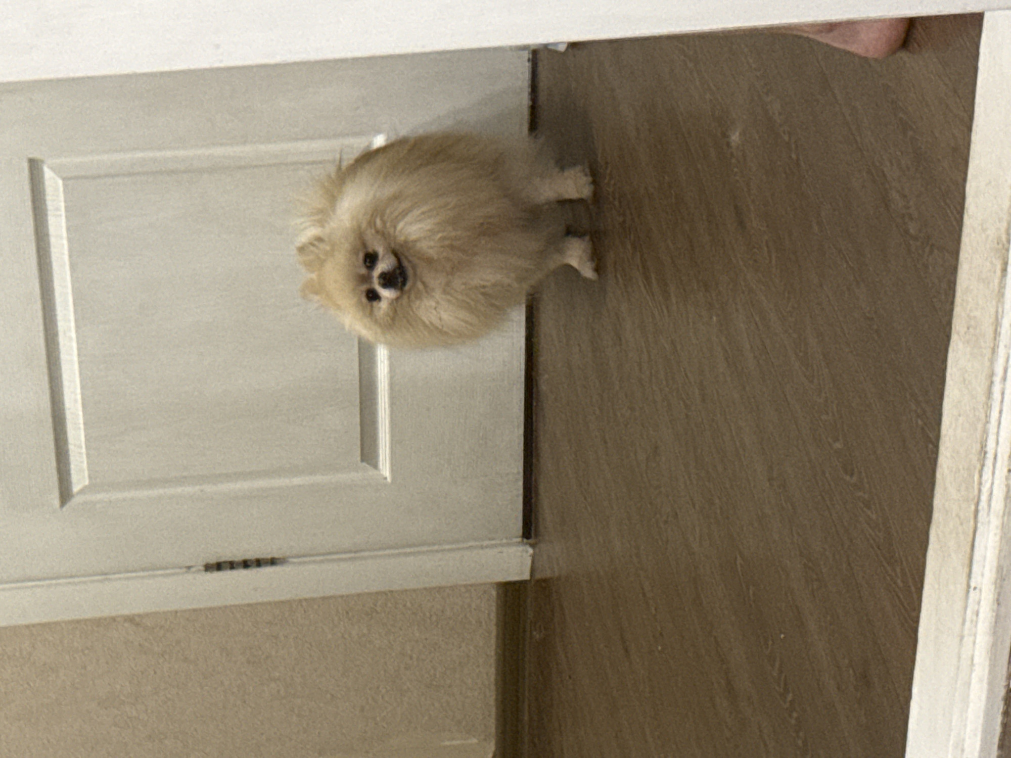 A fluffy, light-colored Pomeranian dog stands on a wooden floor next to a white door. The dog is the main subject and is facing the camera with its head tilted. Its fur is thick and appears somewhat disheveled. The dog has dark eyes and a black nose.
The background consists of a plain white door on the left side of the image and a wooden floor with a visible grain pattern on the right. The door appears to be closed or slightly ajar, revealing the dog in the doorway. The lighting suggests it might be daytime, but there are no specific cues to indicate time of day or weather conditions.
The scene is indoors, possibly in a home or similar domestic setting. The emotion conveyed by the dog is curious or alert. There is no visible text in the image. The perspective is from a slightly elevated angle, looking down at the dog. The overall impression is that of a candid snapshot of a pet.