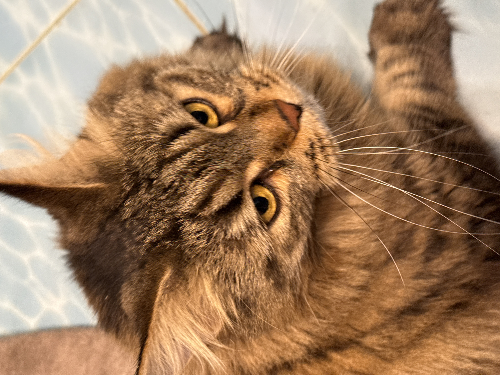 A close-up shot features a brown tabby cat with golden eyes, a pink nose, and long white whiskers. The cat is lying on its back, with one paw raised in the background. The surface beneath the cat appears to be a light blue tiled floor. The image does not provide information about the location in Izhevsk, Russia, or any other details about people, actions, or interactions beyond the cat's presence.