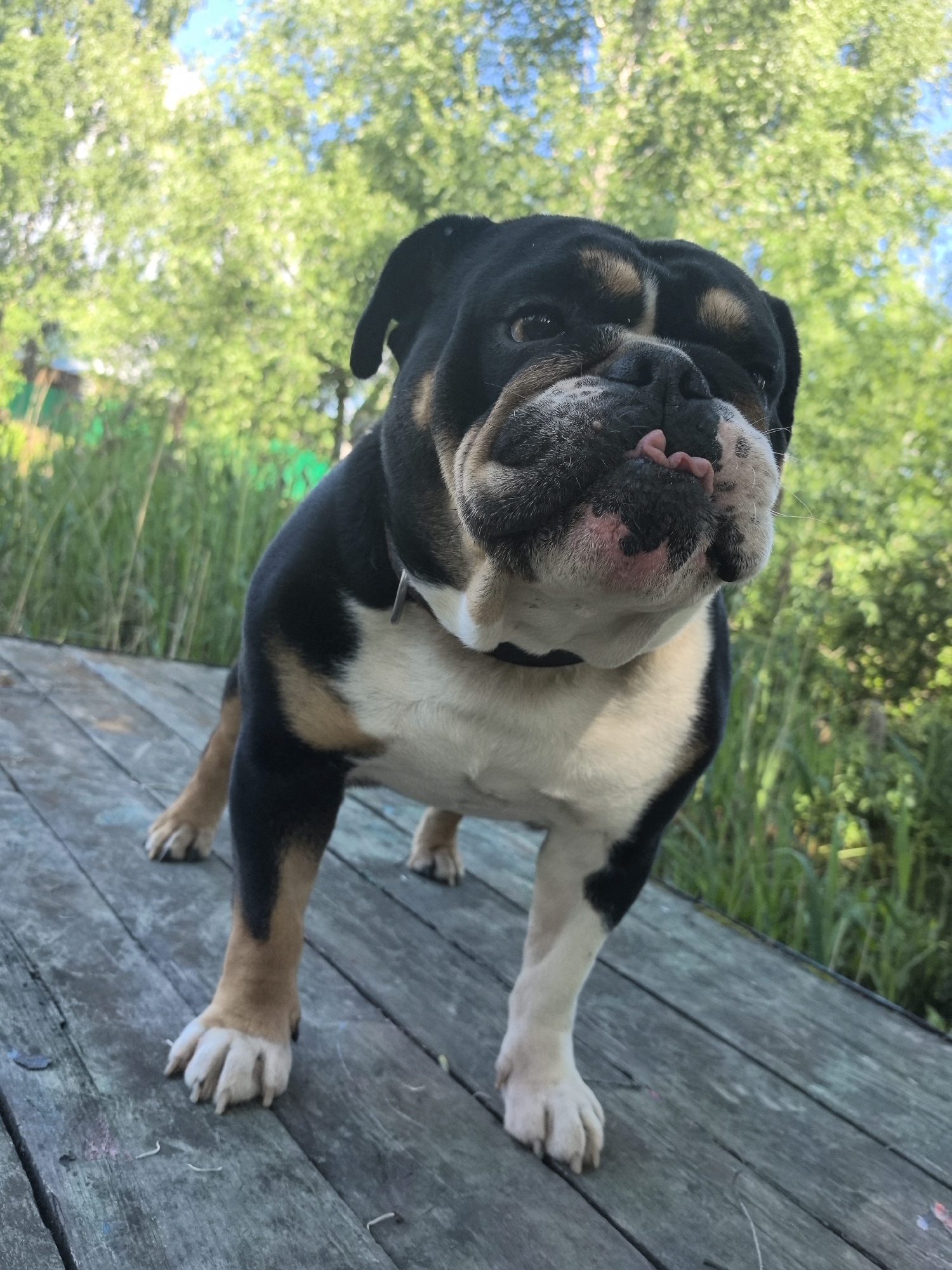 The image depicts a tricolor bulldog-type dog standing on a weathered wooden deck in Noviy, Russia. The dog's coat is predominantly black with tan markings above its eyes, on its cheeks, and on its legs, and a cream-white chest, belly, and muzzle. Its brachycephalic face shows characteristic wrinkles and jowls, with a small portion of its pink tongue visible protruding from its mouth. A dark collar with a silver tag is present around its neck. The dog is positioned at an angle, looking directly towards the camera. The wooden deck beneath the dog consists of greyish-blue planks, some exhibiting faint remnants of colored paint. In the background, lush green foliage from trees and tall grasses or reeds dominates the upper and right portions of the frame. Patches of clear blue sky are visible through the tree canopy. Natural daylight illuminates the scene, creating soft shadows and highlights.