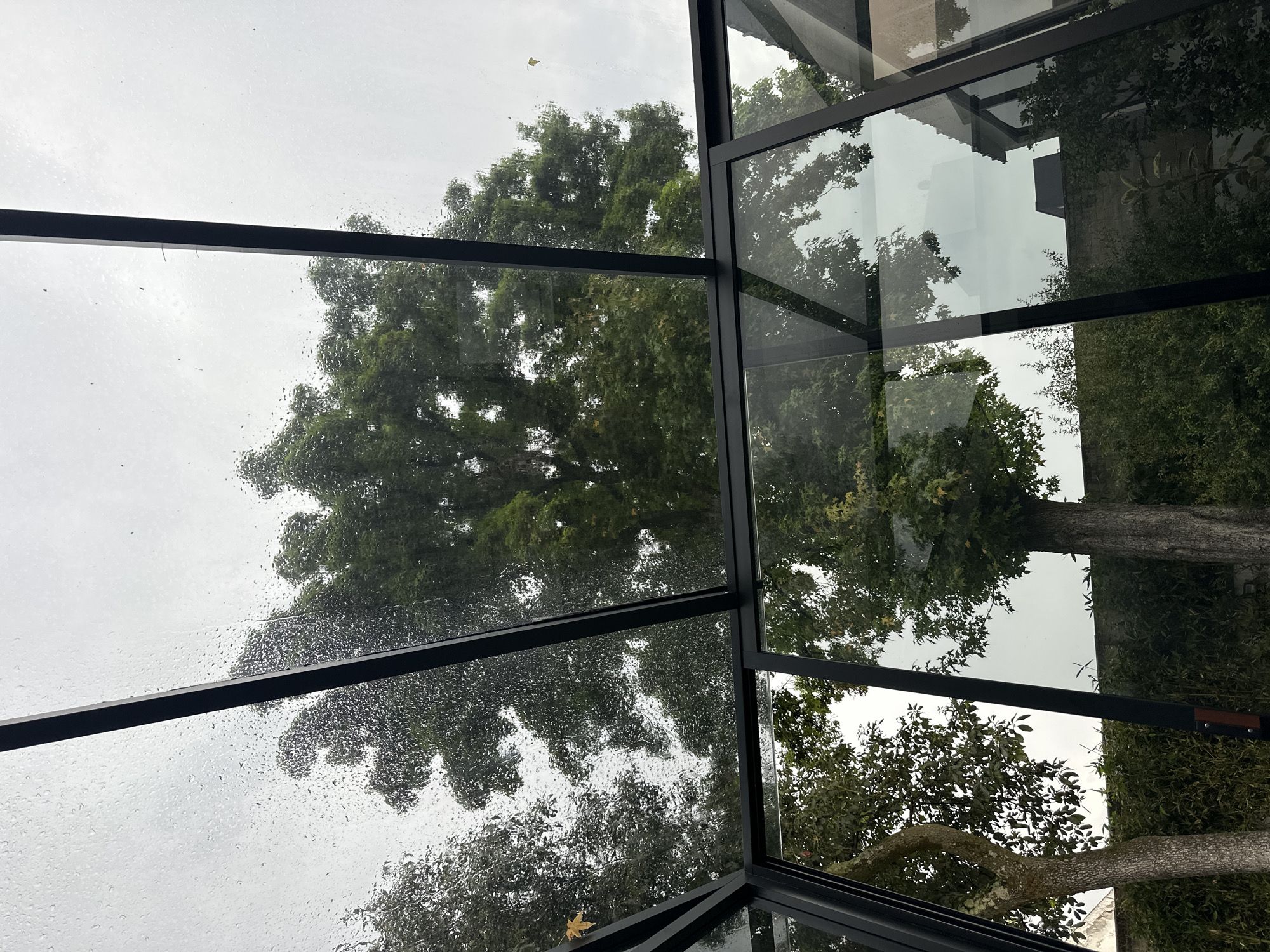 The image captures a view from inside a structure with glass walls and a black metal frame, potentially a conservatory or modern greenhouse. The structure is in Naucalpan de Juárez, Mexico, as inferred from the context. It is raining, as evidenced by water droplets on the glass. The primary subject is the outside environment viewed through the glass: a large tree with dense green foliage and a grey, overcast sky. The reflections in the glass also show portions of a building and other vegetation. A single yellow leaf is visible, stuck to one of the panes.