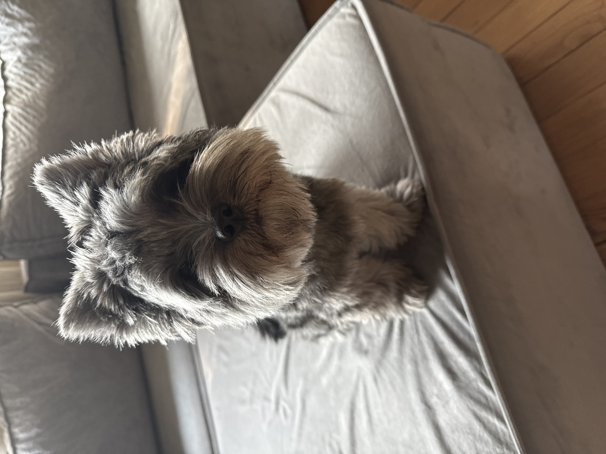 A small, grey terrier-type dog with shaggy fur is sitting on a grey fabric couch. The dog's face is prominent, with large, upright ears and a bushy mustache. The couch appears to be in a living room, with a wooden floor visible in the background and another part of the couch behind the dog. The lighting suggests it is daytime, with sunlight casting shadows.
