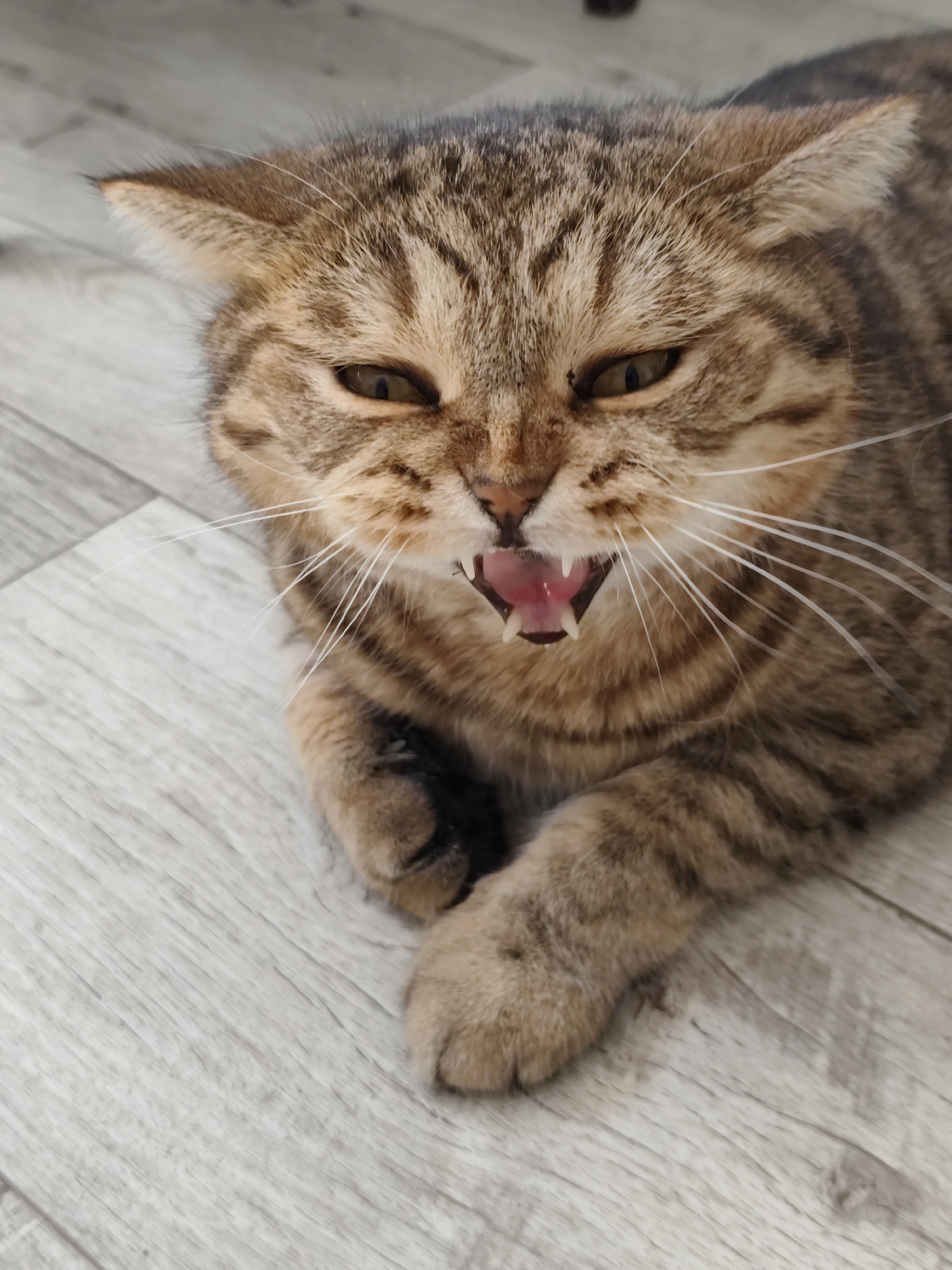 A close-up, eye-level shot shows a tabby cat with its mouth open, revealing its tongue and teeth. The cat is lying on a light-colored wooden floor. The cat's fur is a mix of brown and black stripes, with white whiskers extending from its snout. The background is a blurry wooden floor, with some dark shadows visible in the upper left corner, possibly from furniture. The image does not contain any identifiable elements related to the city of Komsomolsk-on-Amur, Russia.