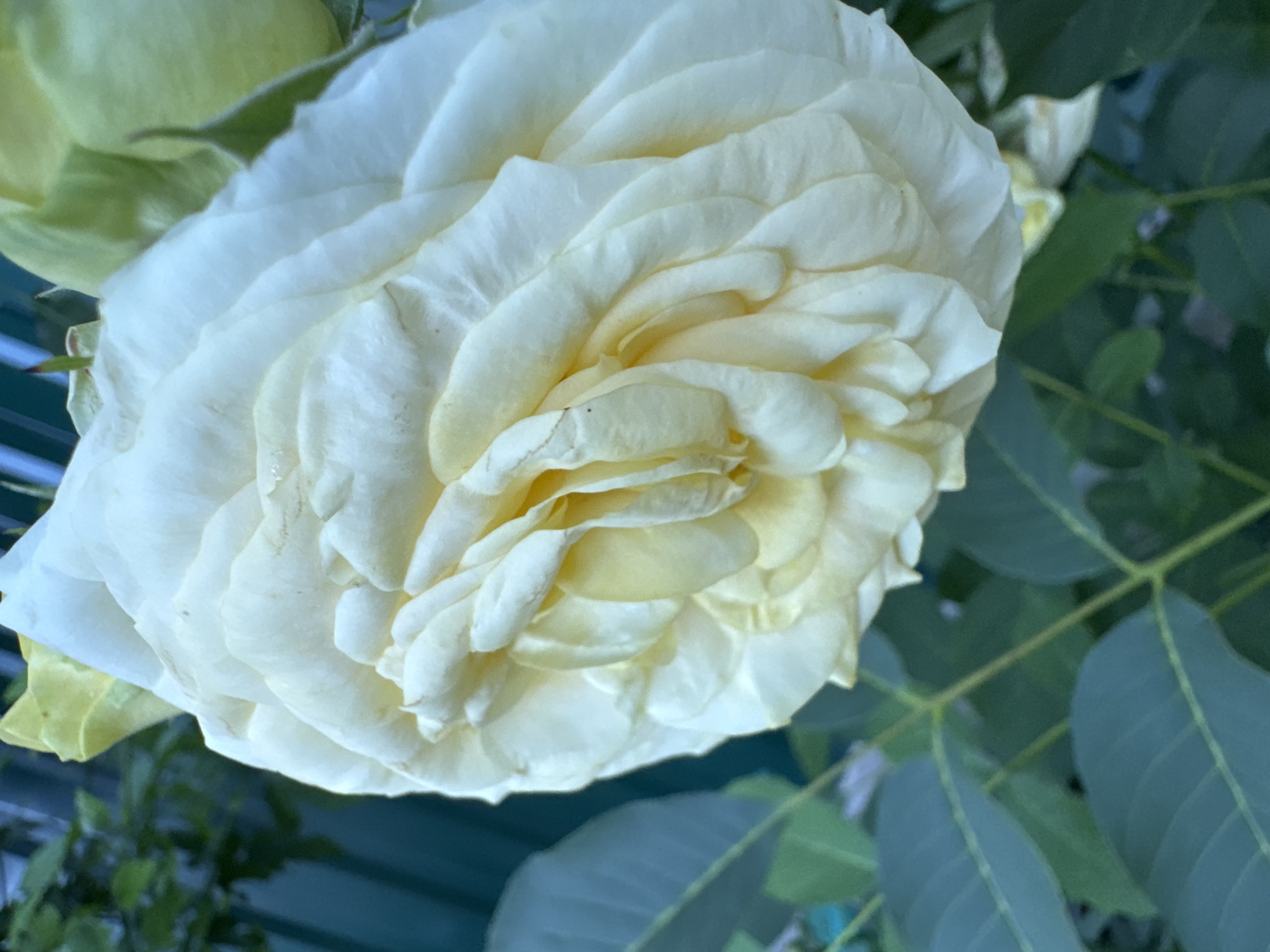 A close-up, slightly angled shot shows a pale yellow rose in full bloom. The rose fills most of the frame, its layered petals unfurling in intricate patterns. The background is out of focus, with dark green leaves and stems visible, along with a hint of a dark teal fence on the left. The lighting suggests it is daytime, possibly overcast or late afternoon, with soft light illuminating the rose. The overall impression is one of natural beauty and tranquility. The image is not geotagged to Pănășești, Moldova.