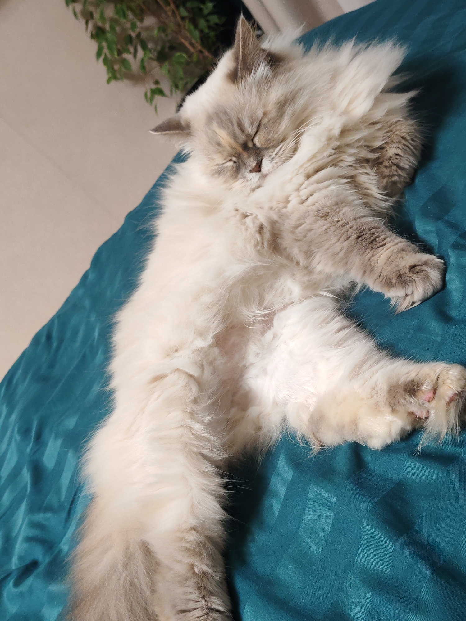 An overhead, medium shot shows a long-haired, fluffy cat sleeping on its back on a teal-colored sheet. The cat is primarily white with gray and light brown coloring on its ears, tail, and legs. Its eyes are closed, and its head is resting on its paws, which are tucked in close to its body. The cat's belly is exposed, revealing a lighter colored fur. The sheet has a subtle striped pattern. In the upper left corner of the frame, out of focus, is a leafy green plant on a light-colored surface. The scene appears to be indoors.