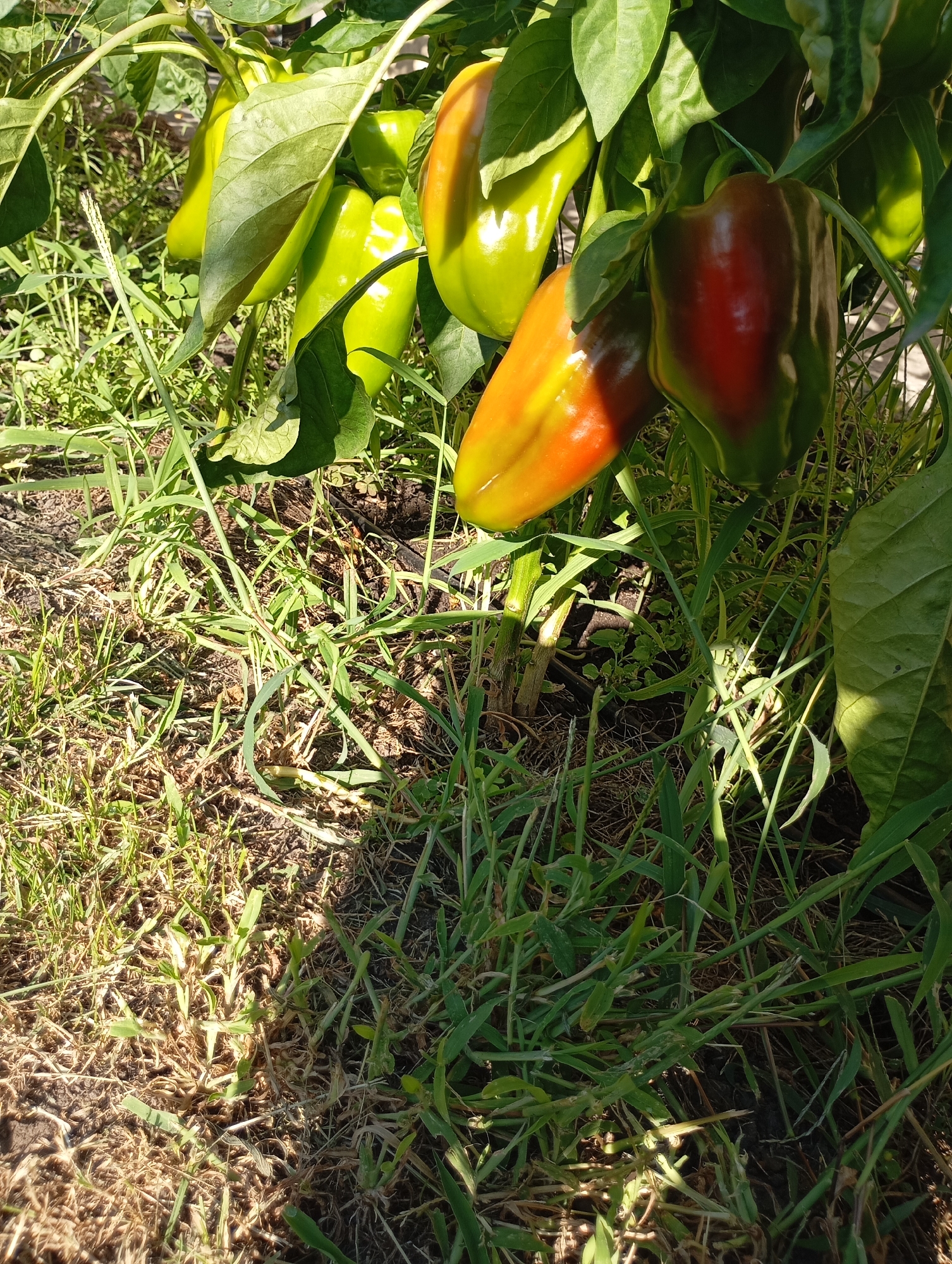 This is a close-up, ground-level, eye-level, medium shot of a pepper plant growing in a garden. The peppers are in various stages of ripeness, with some being green and others showing shades of red and orange. The plant is surrounded by grass and other greenery. The image was taken in Horishni Plavni, Ukraine.