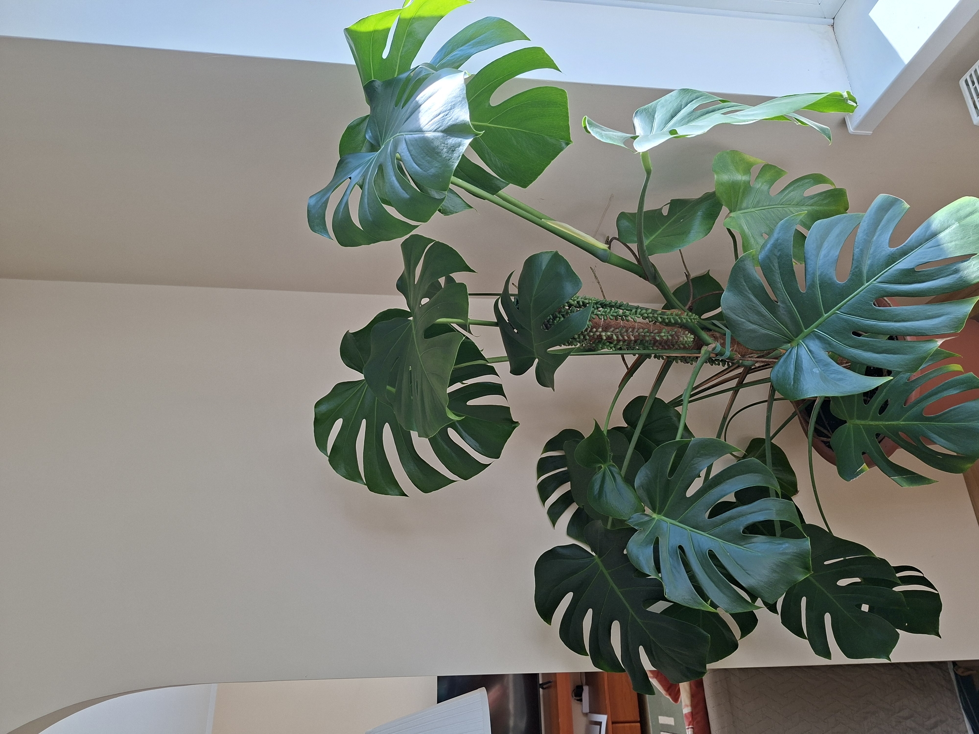 A split-leaf philodendron, also known as Monstera deliciosa, is positioned in a brown pot in the corner of a room. The plant has large, dark green, glossy leaves with characteristic splits. The wall behind the plant is a neutral beige color. To the left of the plant, an arched doorway reveals a glimpse of another room with a lamp and a piece of furniture. To the right of the plant, a white windowsill is visible, with bright sunlight casting shadows from the plant onto the wall and windowsill. The floor is a light wood laminate. The scene depicts an indoor setting, likely a residential living space, in Alytus, Lithuania.
