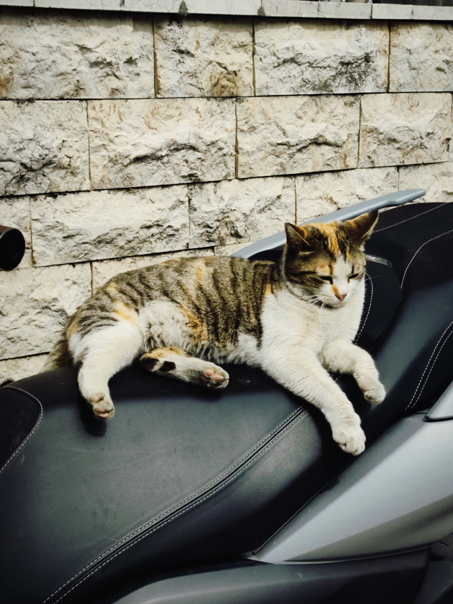 A cat rests on the black seat of a moped. The cat is mostly white with grey and orange fur patches. The moped appears to be silver and black. Behind the moped is a wall constructed of irregularly shaped, light-colored stones. The location is Budva, Montenegro.