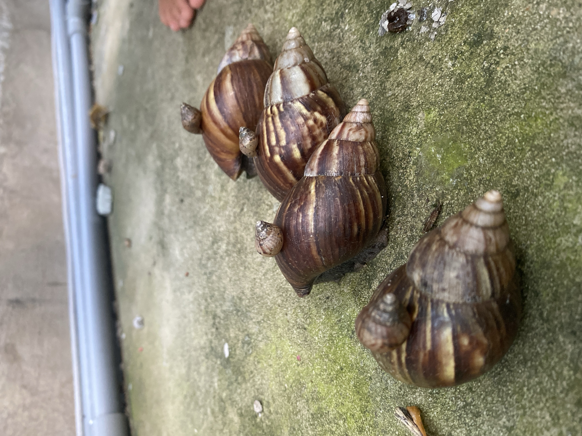 The image shows four large snails on a concrete surface in Mũi Né, Vietnam. The snails have brown and tan spiral shells, and some have smaller snails riding on their backs. The concrete appears to be outdoors, possibly near a wall and a drainage pipe, with some moss and debris on the ground. One person's foot is visible in the lower right corner of the image. The overall scene is natural and captures a moment of interaction between the snails.