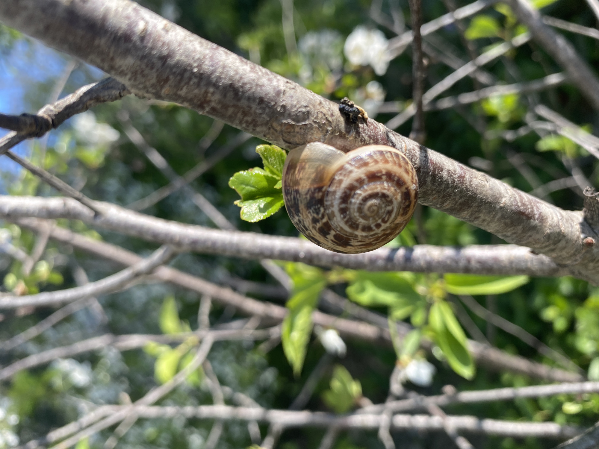 A close-up, horizontal photograph captures a small snail resting on a tree branch in bright daylight. The snail, positioned slightly to the right of the image center, showcases a distinct brown and cream-patterned spiral shell. Its shell exhibits intricate concentric rings and darker bands, with a glossy sheen reflecting the light.
The snail clings to a sturdy, light brown tree branch that runs diagonally across the frame. The branch displays a textured, somewhat rough bark. To the immediate left of the snail, a small cluster of fresh, vibrant green leaves with visible veins emerges from the branch, hinting at new growth.
The background is softly blurred (bokeh effect), creating a shallow depth of field that emphasizes the snail and branch. Within the soft blur, more green foliage is visible, along with scattered white blossoms and glimpses of bright blue sky, indicating an outdoor natural environment. The strong, clear lighting suggests a sunny day.
There are no people or visible text in the image. The scene depicts a tranquil moment in nature, with the snail as the primary subject. The setting is consistent with a natural habitat in a temperate climate. The location context for this image is Sevastopol, Ukraine.