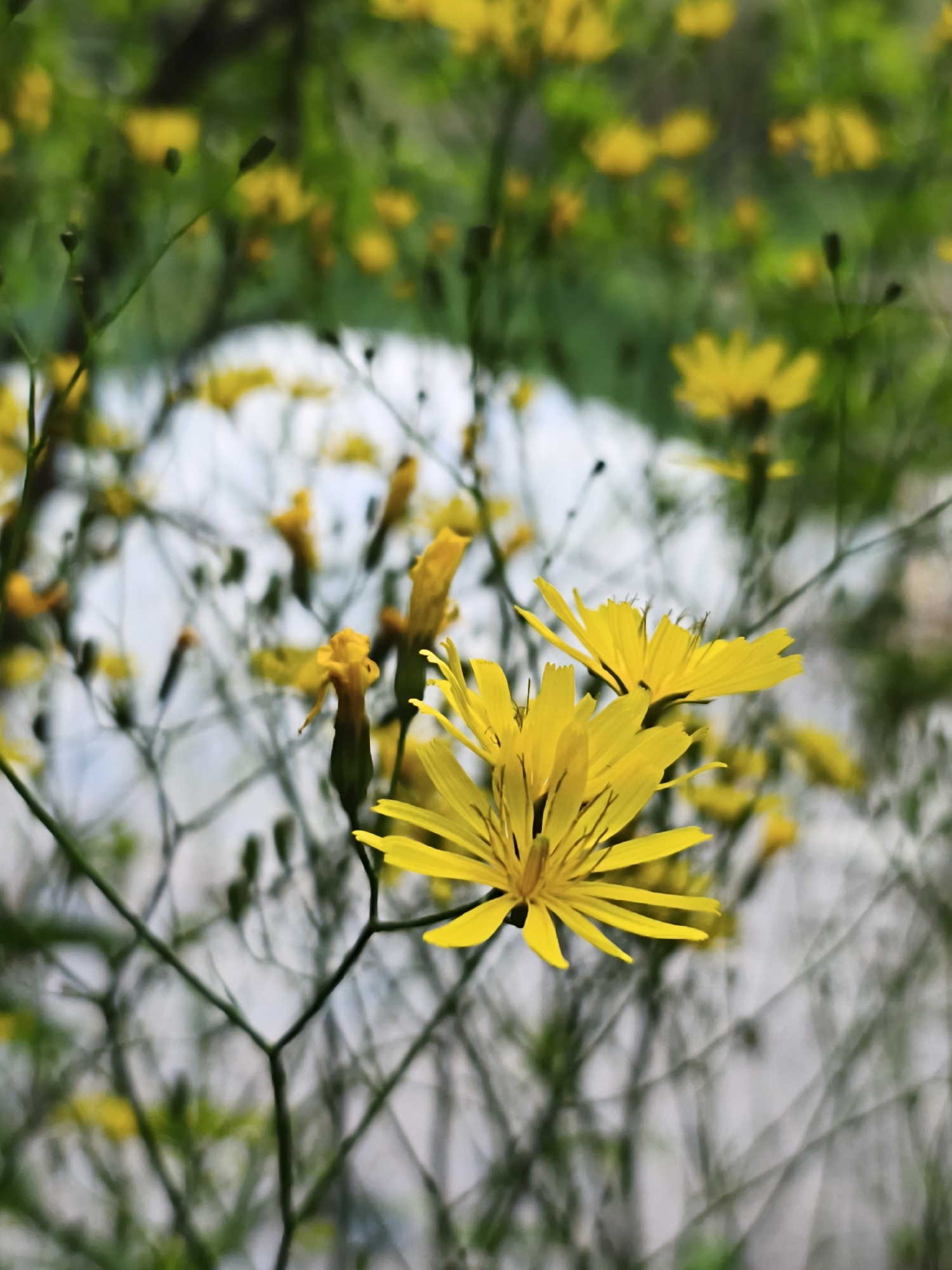 The image shows a close-up view of yellow flowers, possibly dandelions, in a natural outdoor setting. The background is blurred, suggesting a field or meadow environment with other plants and possibly a glimpse of a bright, light-colored area, potentially sky or a distant feature. The flowers are the primary subject, and their detailed features, such as petals and stems, are visible. The overall scene appears to be taken during daylight. I have no information to ascertain whether or not it is located in Терновский округ, Ukraine.