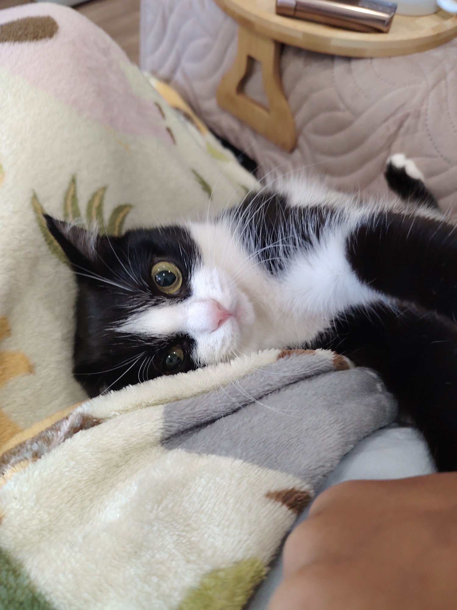 A black and white cat lies on its back, looking up at the camera with large, wide eyes. The cat is on a blanket with a colorful pattern. The background shows a beige bed and a wooden tray with what appears to be a lipstick and a glass of water. The scene is an indoor setting, possibly a bedroom or living room, located in an unknown city and region.
