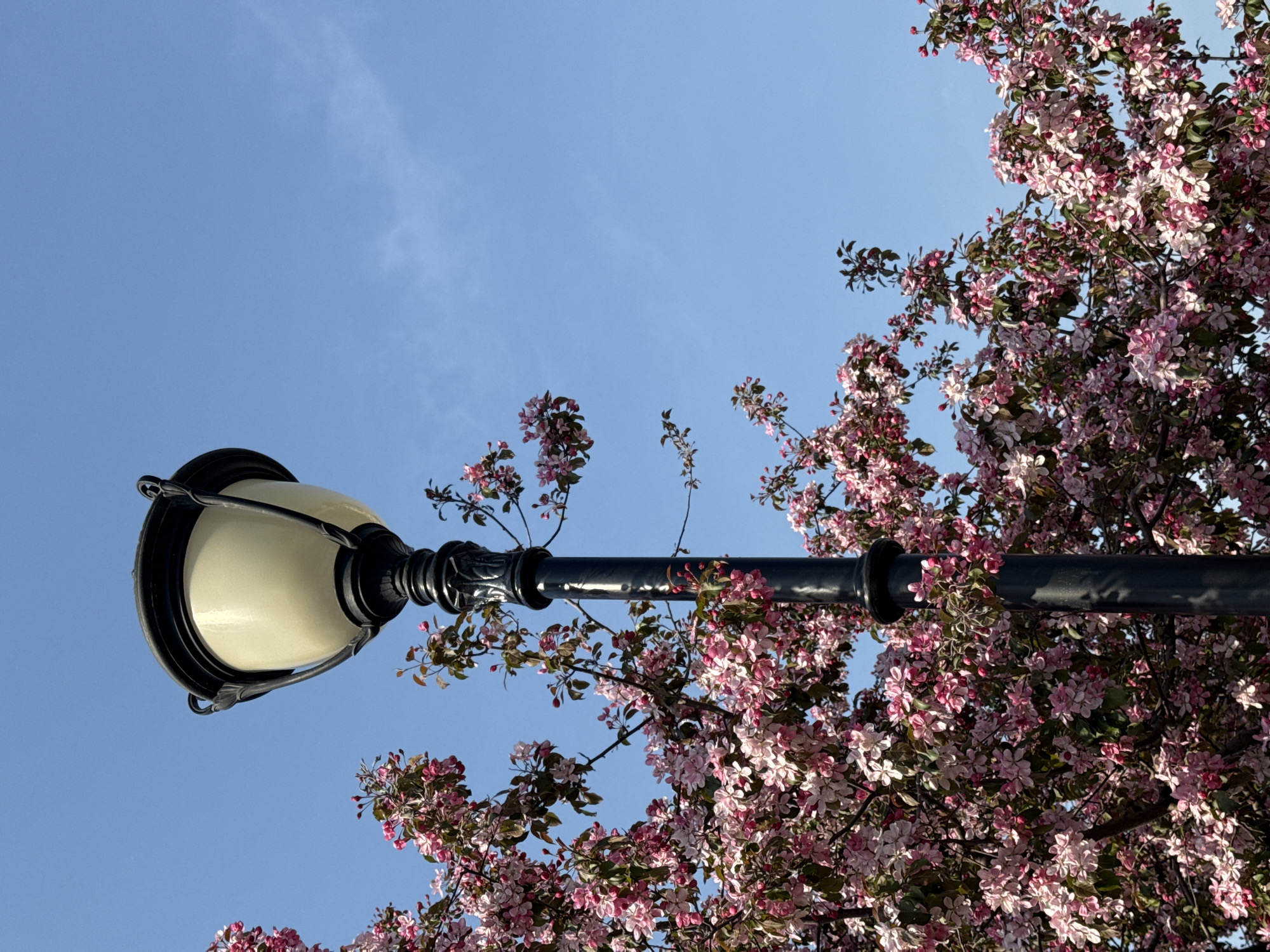 The image shows a street lamp with a light-colored, rounded glass shade. The lamp is black and ornate. The sky in the background is clear and blue. Pink and white blossoms are on a tree next to the lamp. The tree is slightly out of focus. The bottom right and left corners are filled with tree branches with flowers on them. The photo appears to have been taken from a low angle, looking up. The city and location are unknown.