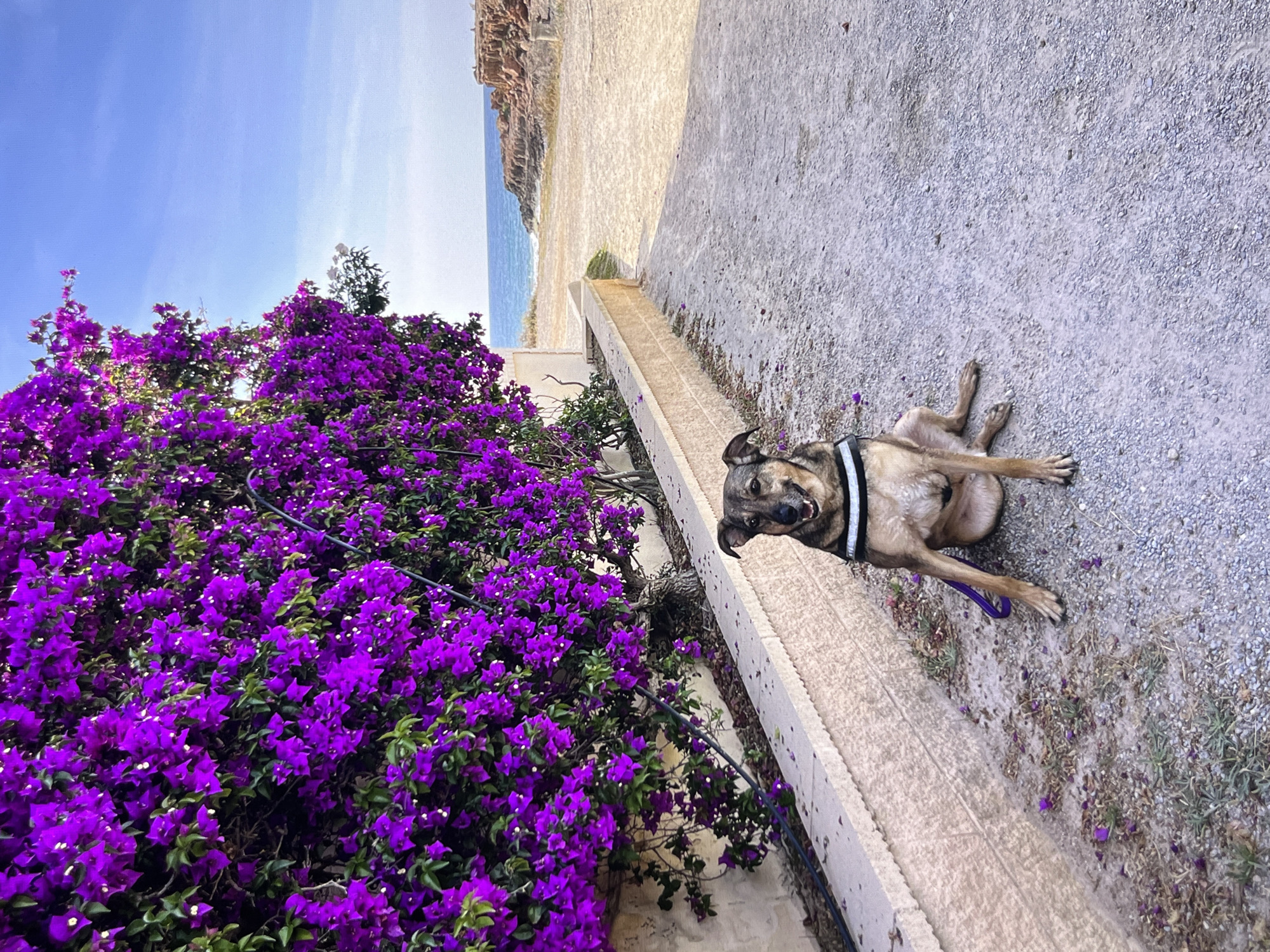 A medium-sized, short-haired dog with brown and black fur, wearing a black and white harness, sits on a gravel pathway. The dog is facing forward, with its tongue slightly out, and a purple leash is attached to its harness. Behind the dog, a wall with a stone border is covered in vibrant purple bougainvillea flowers. The pathway leads towards a sandy beach and the blue ocean, with rocky outcrops visible in the distance under a clear blue sky. This scene is likely located in Torrevieja, Spain, given the coastal environment and the presence of bougainvillea, a common plant in the region.