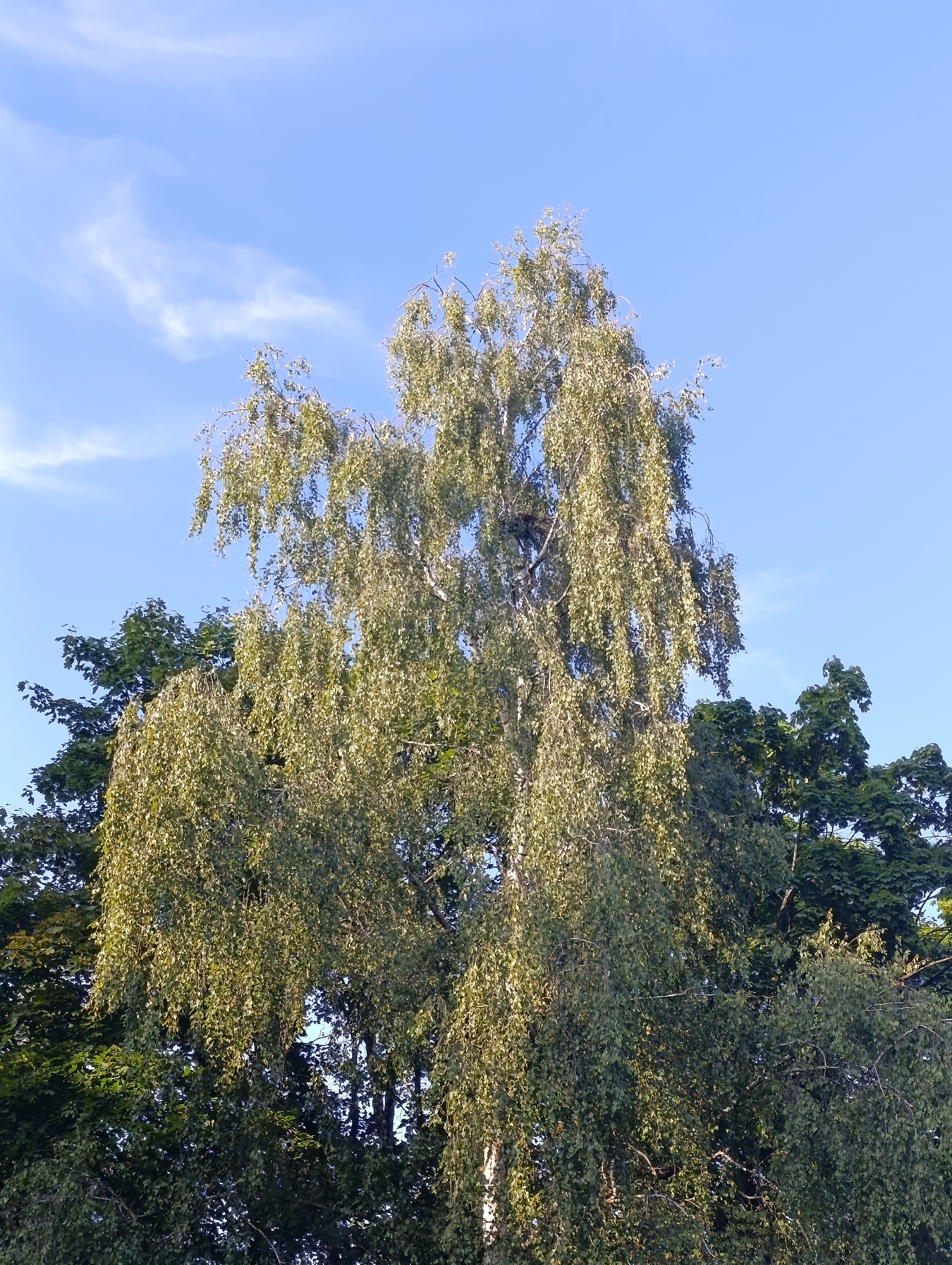 A tall, slender birch tree with cascading branches and light green leaves dominates the center of the frame, set against a clear blue sky with faint wisps of clouds. Darker green trees form a dense backdrop to the right and left of the birch. The image captures a natural scene likely within a park or green space in Minsk, Belarus. There are no people or discernable human activity. The sunlight appears to be from the side, illuminating the leaves of the birch tree.