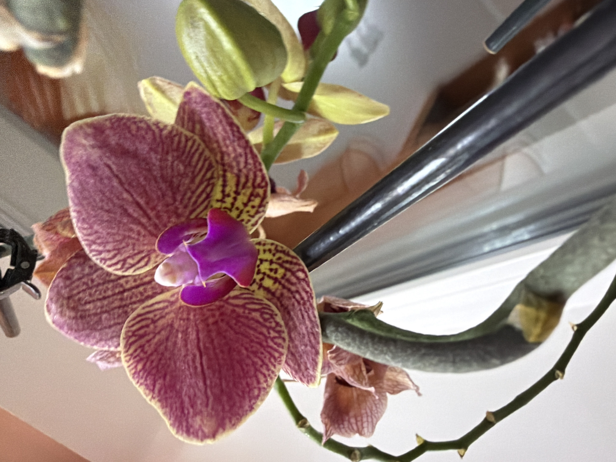 A close-up, angled shot shows a magenta and yellow orchid with a prominent purple center. The orchid is in focus, with a blurry background that includes a dark support pole, a wooden surface, and a light-colored wall. Several buds are visible on the stem, one of which is a bright green. There are also dried, wilting petals in the lower left of the frame. The image is taken from an unknown location in an unknown city.