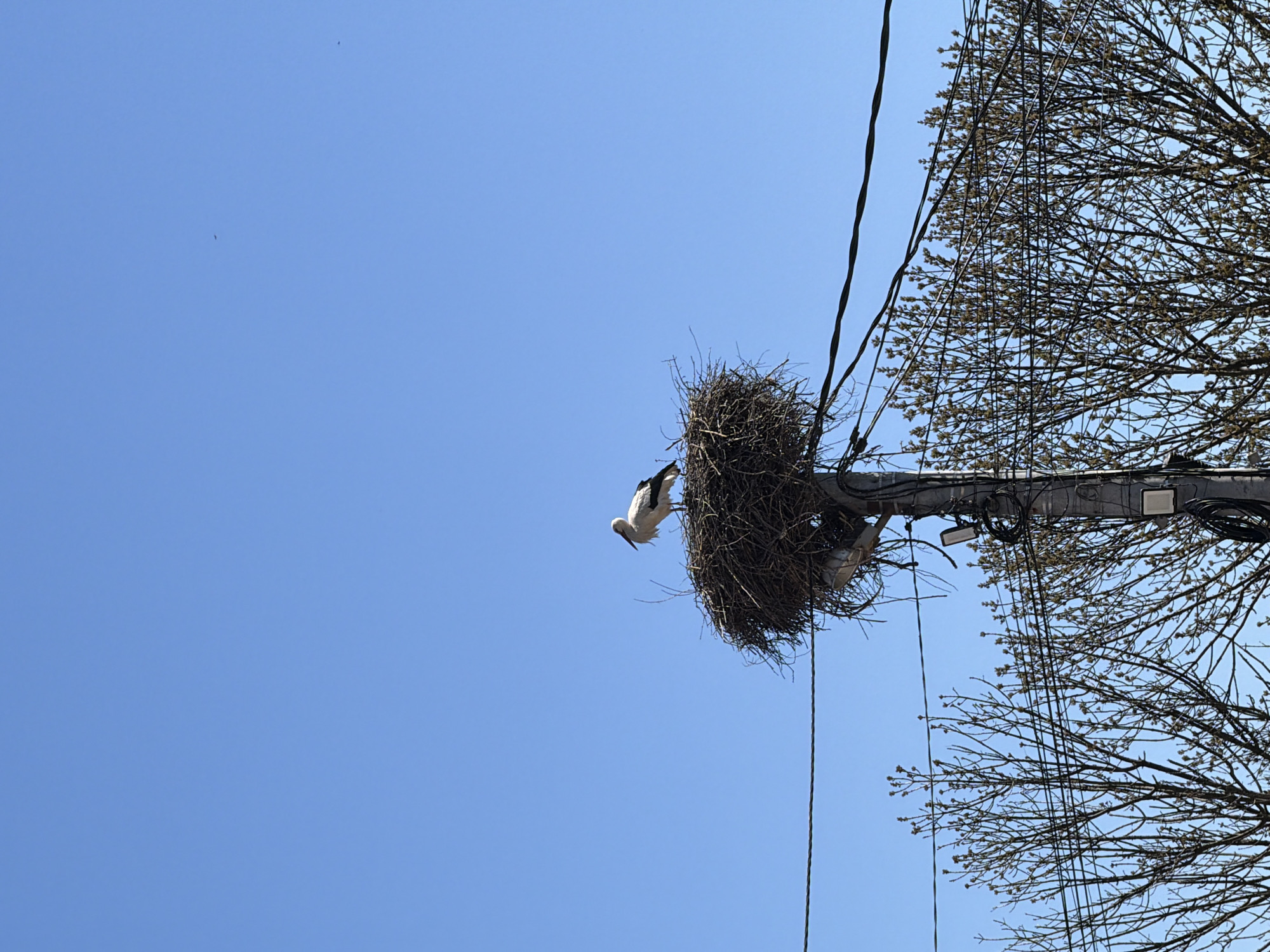 The image shows a stork nest atop a utility pole. One stork is visible partially outside the nest while another is inside. Utility wires and bare tree branches surround the pole. The sky is clear and blue. The location is inferred to be in Sofia, Bulgaria, based on the presence of storks nesting on utility poles, a common sight in the region.