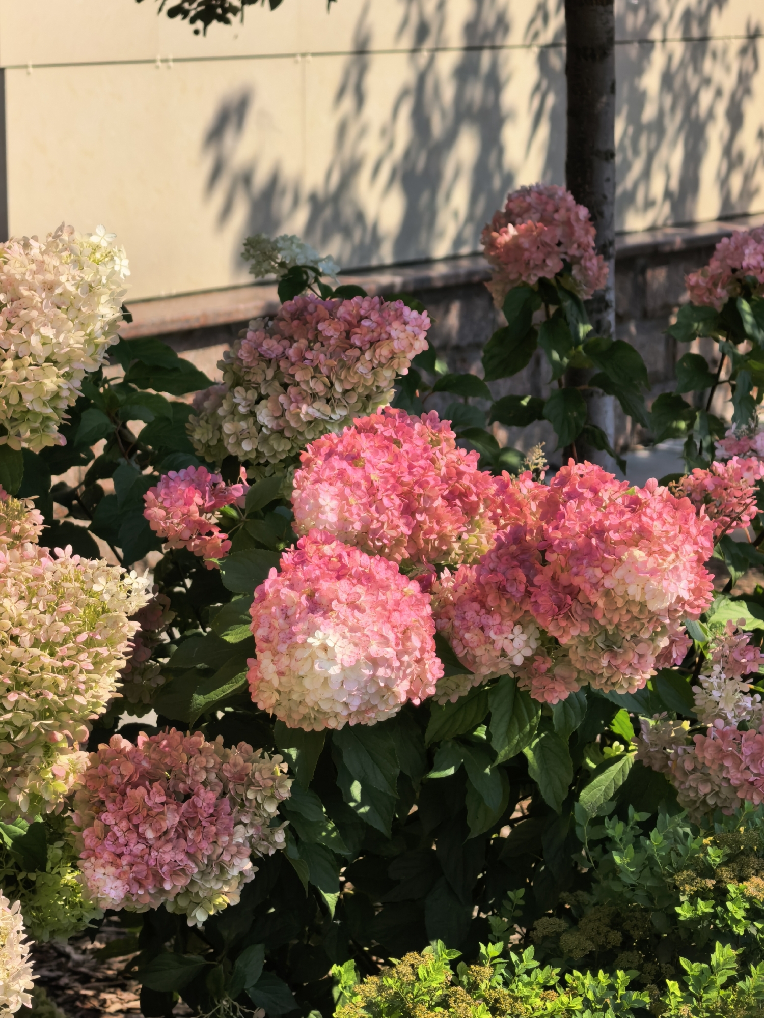 The image shows a cluster of pink and white hydrangeas in bloom, set against a muted beige building with shadows cast by foliage from overhead trees. The hydrangeas are the primary subject, with varying shades of pink, from light to a deeper fuchsia, transitioning to white at the tips of the florets. Some smaller, green hydrangeas and other low-lying green shrubs are visible at the bottom of the frame. A tree trunk is partially visible to the right of the frame, and a brick-like texture forms the lower part of the background wall. The lighting suggests it is daytime, with strong sunlight creating sharp shadows. The scene is set outdoors. This image does not depict any location in Sterlitamak, Russia.