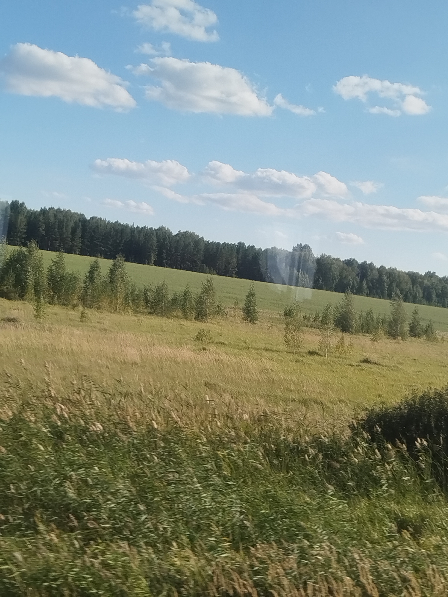 The image depicts a landscape scene with a clear blue sky dotted with fluffy white clouds. In the middle ground, a vast green field slopes upwards towards a dense line of dark green trees, forming a forest along the horizon. The foreground is filled with tall, dry grass and some green vegetation. The scene appears to be a rural or natural setting, possibly a field or meadow bordering a forest. There are no people or specific structures visible in the image, suggesting an outdoor, natural environment. The lighting indicates it is daytime, with the sun casting a gentle light on the landscape.