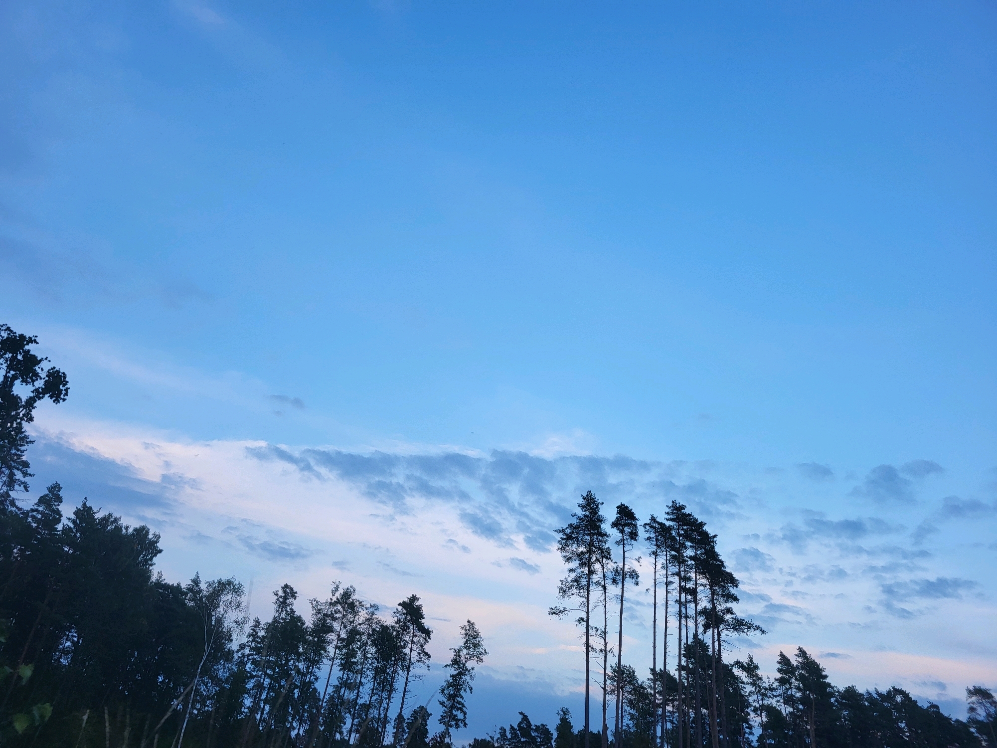 The image depicts a view of the sky and trees in Mežciems, Latvia. The sky is a clear blue with scattered wispy clouds, transitioning to darker hues near the horizon. Silhouetted against the sky are the tops of numerous tall, slender pine trees, some appearing to lean. The lower portion of the image is dominated by the dark silhouettes of the dense forest canopy. The scene appears to be captured during the twilight hours, likely at dusk or dawn, given the soft, diffused light. There are no people or visible human activity in the frame.