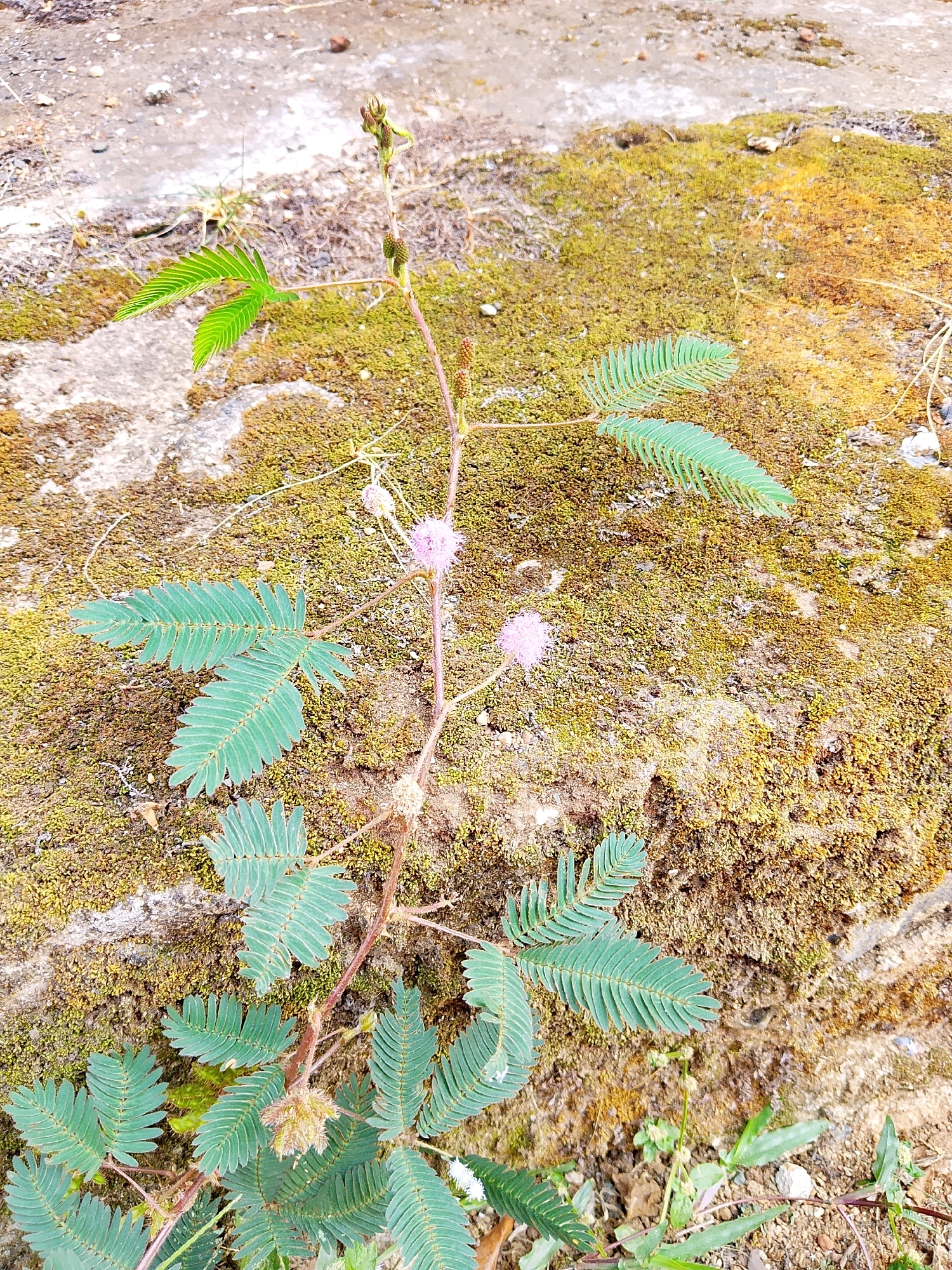 A close-up, eye-level shot captures a Mimosa pudica plant, commonly known as the sensitive plant, growing on a moss-covered rock in Pelaihari, Indonesia. The plant features delicate, feathery green leaves that are characteristic of the species, with two fuzzy pink flower heads visible. The rock surface is covered in a dense layer of green and yellow moss, suggesting a damp environment. The background consists of a rough, textured surface, possibly concrete or stone, with some scattered debris. The lighting is natural and appears to be from overhead, casting soft shadows. No people or animals are present in the image.