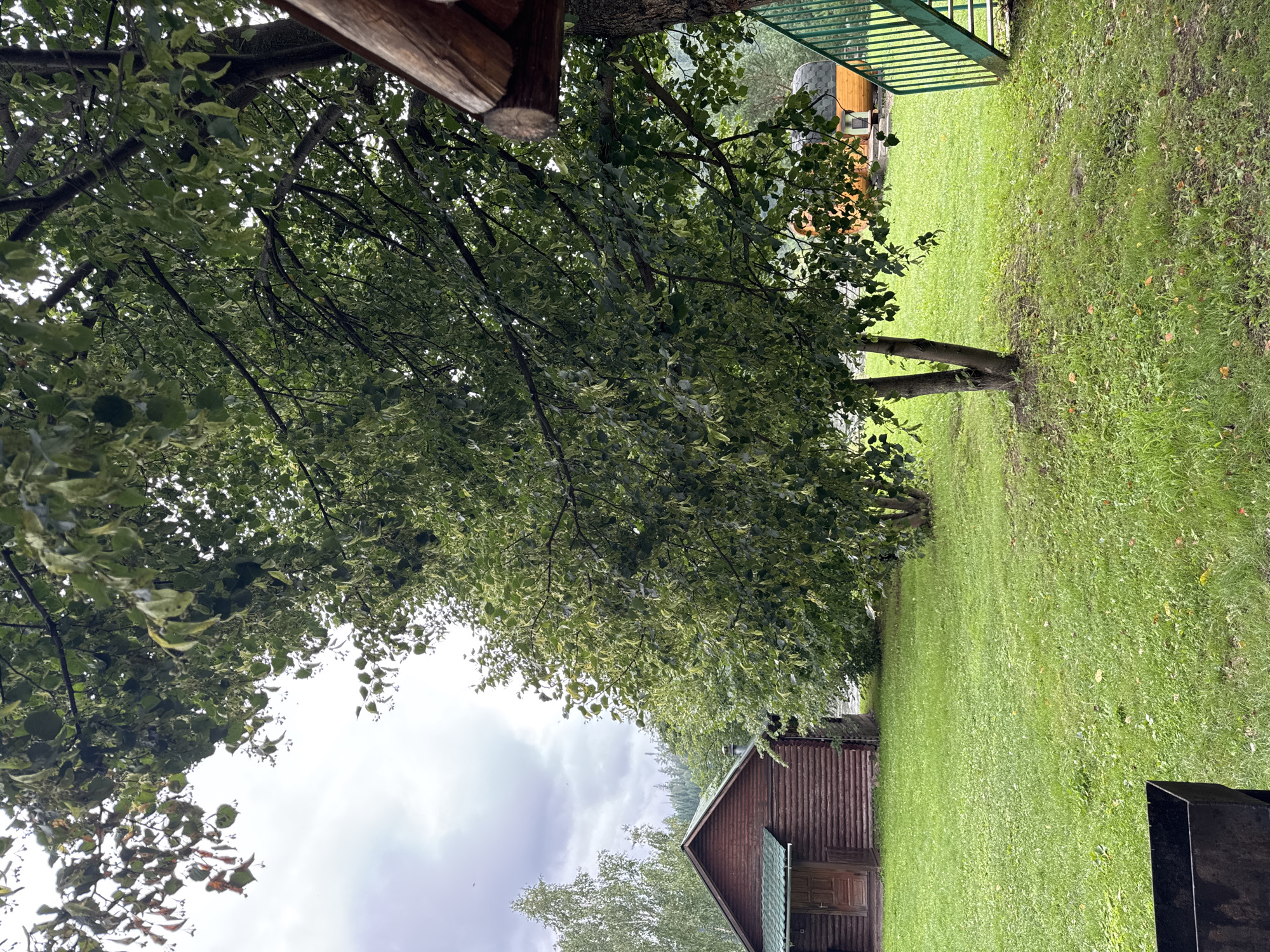 The image captures an outdoor scene in Ust-Mana, Russia, characterized by a rustic, natural ambiance. In the foreground, a dark metal barbecue grill stands on a lush green lawn. To the left, a traditional log cabin with a green-tiled roof and a wooden door is visible. A mature tree with dense green foliage dominates the center of the frame, its branches partially obscuring the sky. In the middle ground, a small, round, wooden sauna is situated on the lawn, with a green metal staircase leading up to an unseen structure to the right. The background reveals more trees and a body of water, suggesting a rural or recreational setting. The sky is overcast with diffused light.
