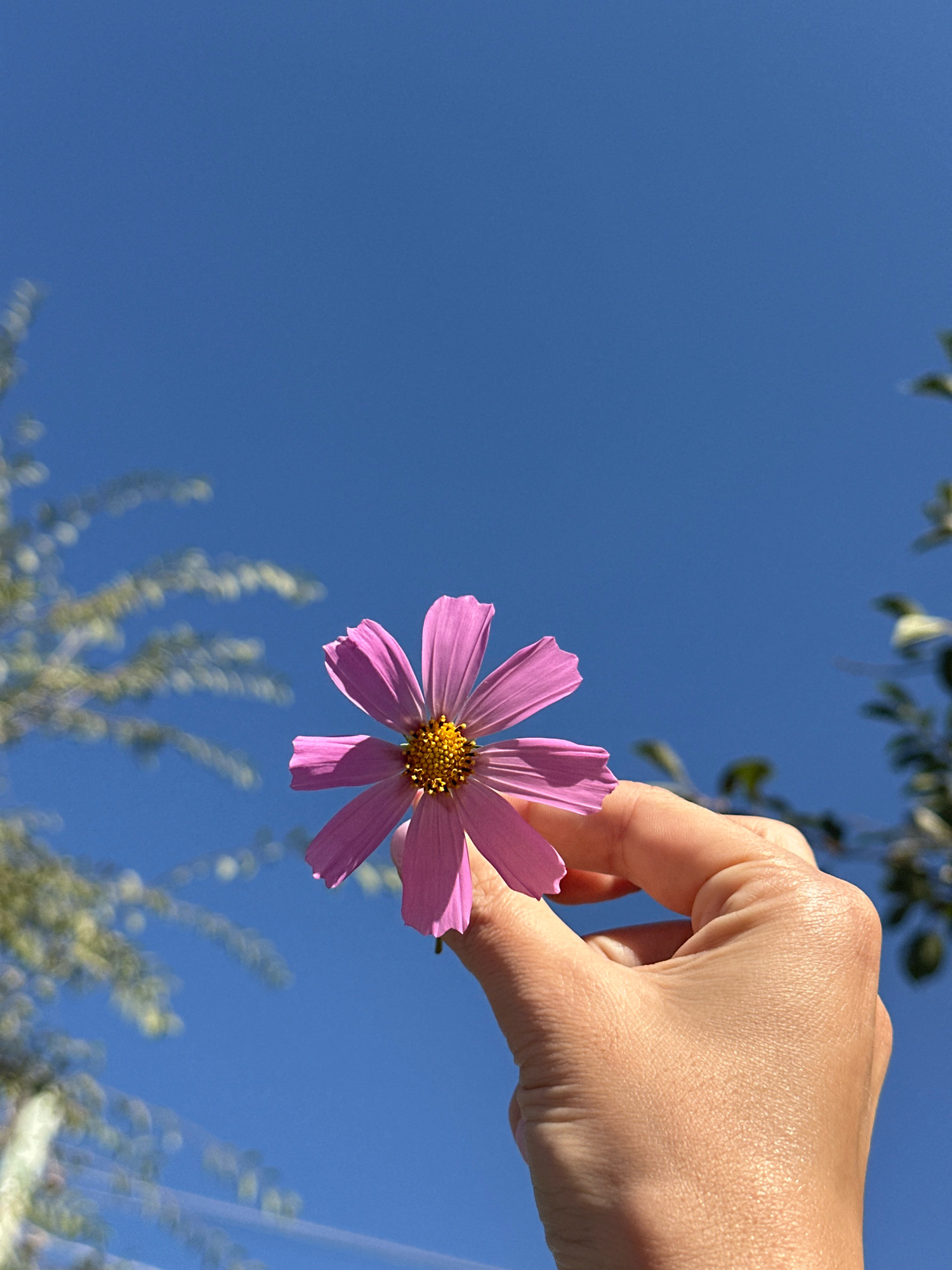 A single pink cosmos flower is held up by a person's hand against a clear blue sky. The flower has eight delicate petals and a yellow center. The hand is positioned in the lower right quadrant of the frame, with the skin showing texture and faint veins. The background is dominated by the vast expanse of the sky, with blurry green foliage visible on the left and right edges of the image. The scene does not provide any specific visual cues to identify its location within Gyumri, Armenia.