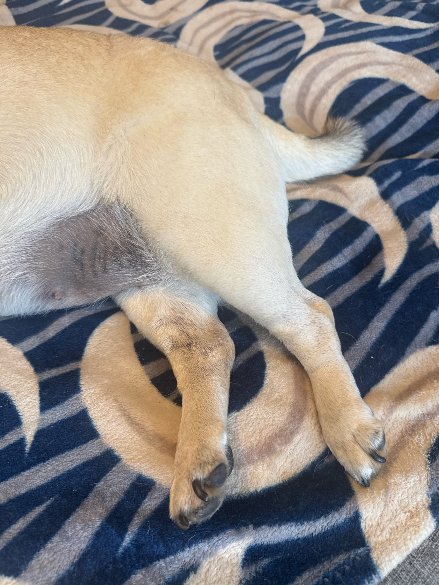 A close-up, overhead shot shows the hindquarters and legs of a light-colored dog, possibly a pug, lying on a patterned blanket. The blanket has alternating stripes of dark blue and tan with lighter tan abstract shapes. The dog's fur is short and smooth, and its skin appears slightly wrinkled around the abdomen. The dog's legs are bent, with paws visible at the bottom of the frame. One of the dog's paws has dark nails. The image is focused on the texture of the dog's fur and the blanket. The location is not specified in the image.