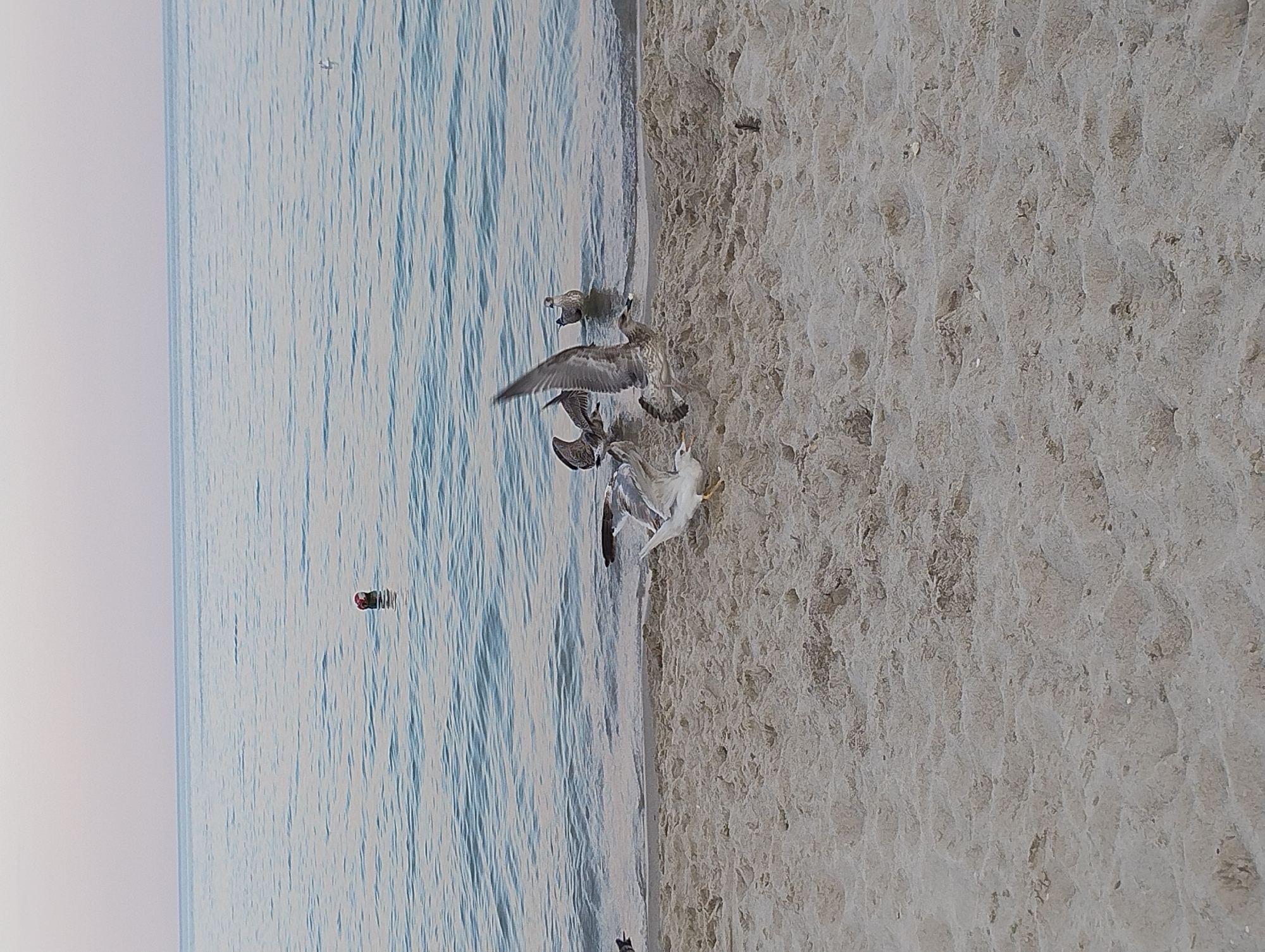 A flock of seagulls are gathered on a sandy beach at the edge of the ocean. The water is calm and the sky is overcast. One seagull is in mid-flight, its wings outstretched. Another seagull is standing in the shallow water, while others are on the sand. A red and white buoy is visible in the distance in the ocean. The sand is light brown and appears to be slightly damp. The scene suggests a peaceful, natural environment.