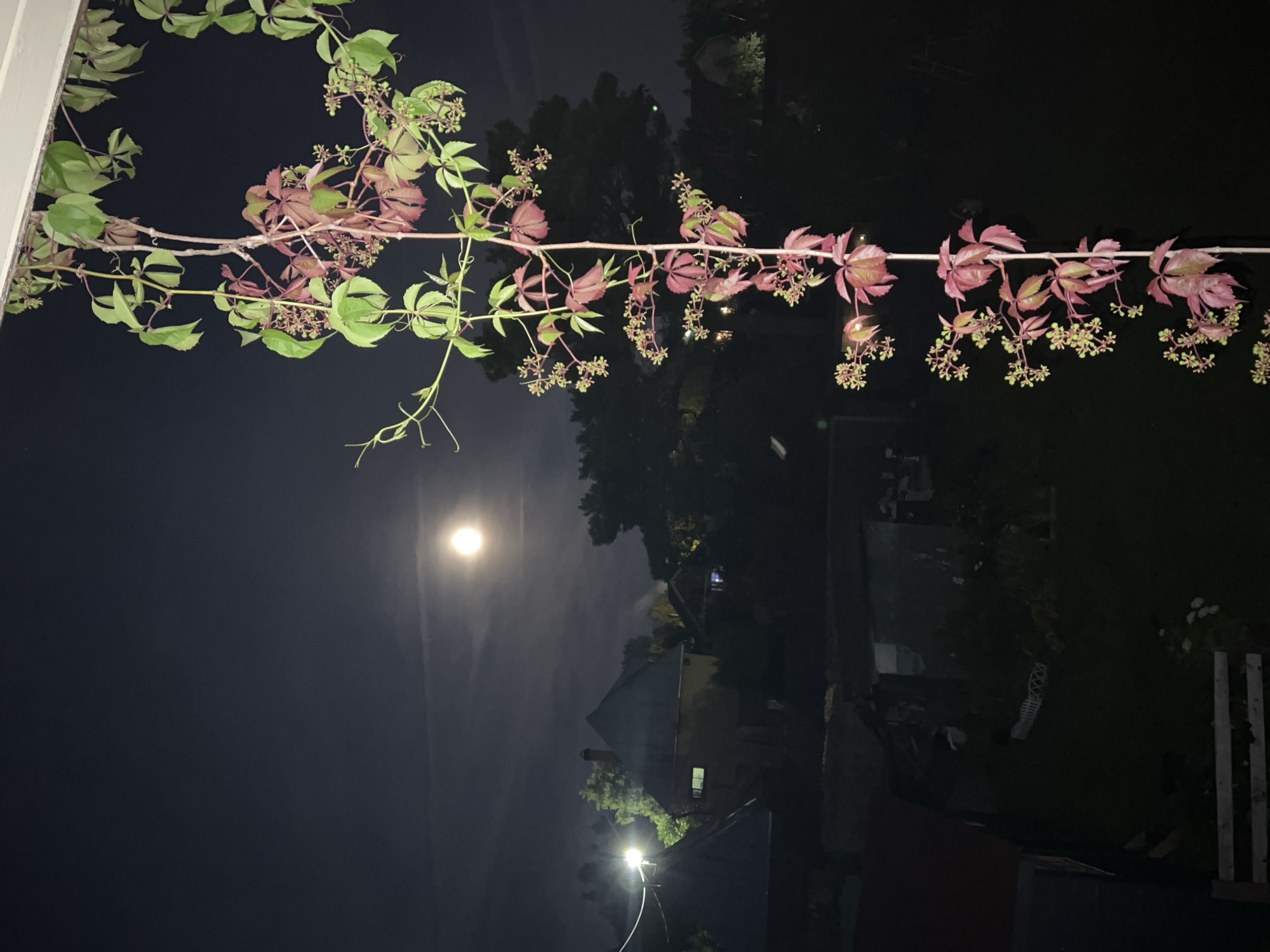 The image is a nighttime scene featuring a moonlit sky over a residential area. In the foreground, a vine with green and reddish leaves and small clusters of buds hangs vertically. The background shows several houses with illuminated windows, dark trees, and a bright streetlamp. The moon is visible as a luminous orb in the upper left quadrant of the sky, partially obscured by thin clouds. The overall setting appears to be a quiet suburban or rural environment.