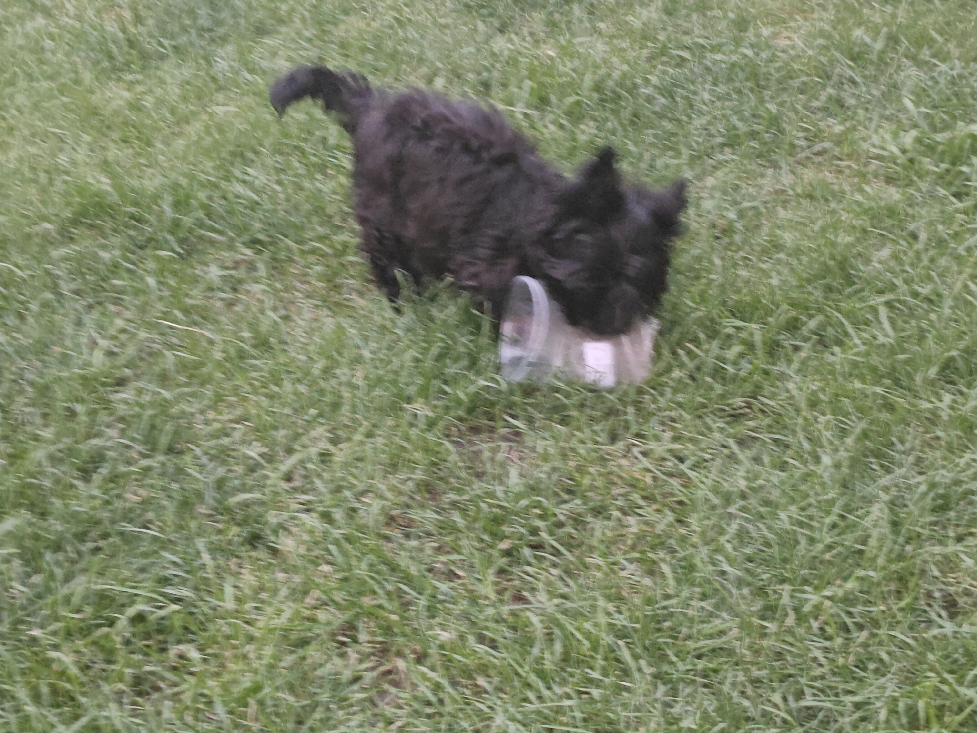 In Podstepki, Russia, a small, fluffy, black dog with a curly coat is on a grassy area. The dog has its head inside a clear plastic container. The dog's tail is raised. The grass is green and appears to be freshly cut. The image is slightly blurry, suggesting motion.