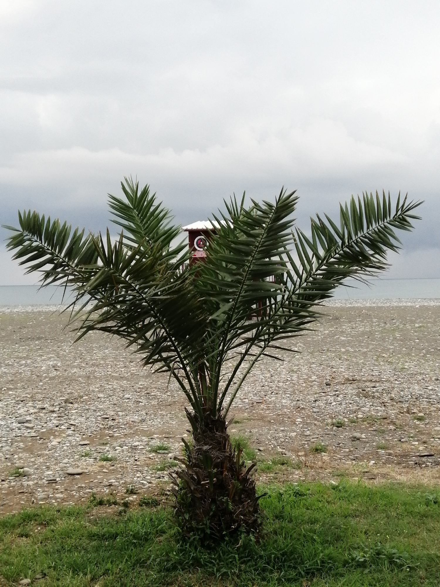 The image captures a small palm tree in the foreground, standing on a strip of green grass. Behind the palm tree, a pebble beach stretches towards the sea. In the background, a red lifeguard station is visible. The sky is overcast with gray clouds. The scene is likely located on a beach in Batumi, Georgia, given the context provided. There are no people or animals in the image.