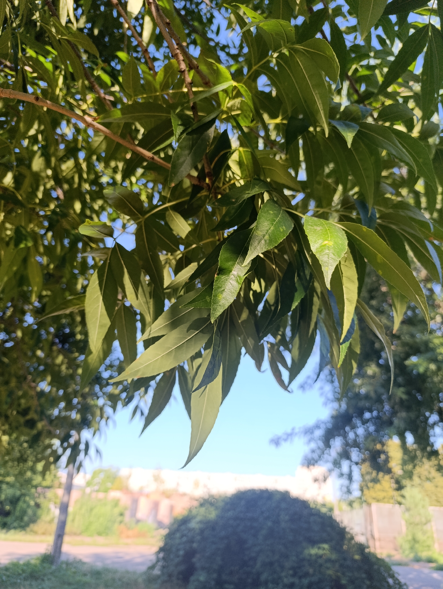The image is a close-up view of green leaves and branches of a tree, with a bright blue sky visible through the foliage. In the background, out of focus, is a landscape that includes a blurry bush, a street or path, a fence, and some buildings. The scene appears to be outdoors during the daytime, possibly in a park or residential area. The overall impression is one of nature and a sunny day.