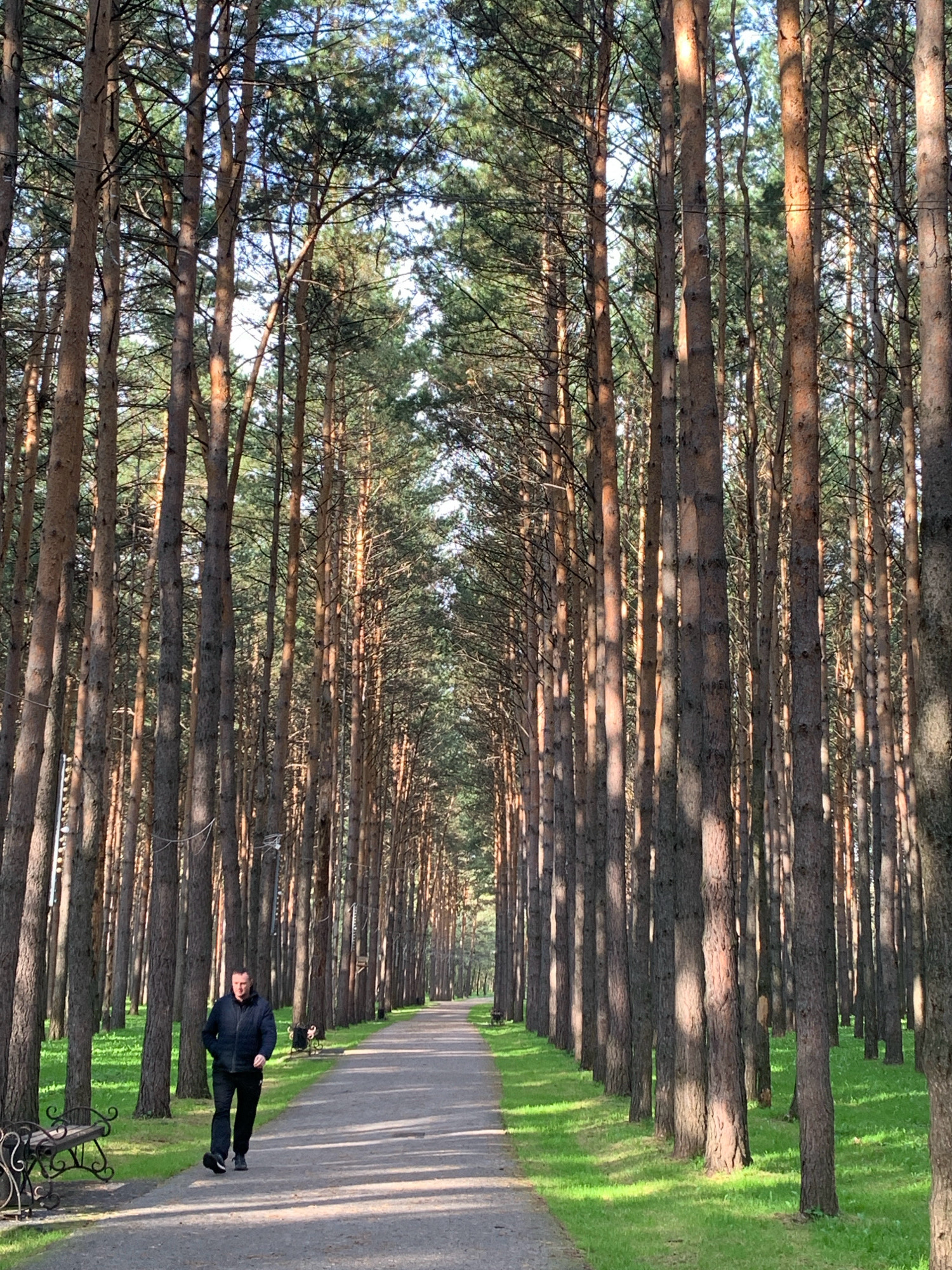 A man walks on a paved path through a park lined with tall pine trees. The man, wearing a dark jacket and pants, is in the left foreground, walking towards the viewer. To the left of the path, a bench with ornate metal legs is visible. The path recedes into the distance, flanked by the dense forest on both sides. Sunlight filters through the trees, casting shadows on the path and the green grass. The sky is visible through the canopy of pine needles. The location is the Pine Park in Prokopyevsk, Russia.