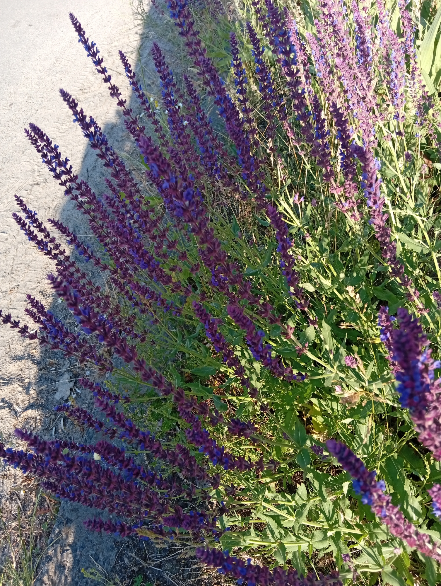 The image shows a close-up view of a field of purple salvia flowers. The flowers are in full bloom, with their spiky purple blossoms creating a vibrant tapestry against the green foliage. The sun is shining brightly, casting long shadows across the scene, suggesting it is either early morning or late afternoon. The flowers are tall and slender, with many individual blooms clustered together along the stems. The leaves are a deep green, with a slightly serrated edge. The background is a blur of green and brown, indicating more vegetation and possibly a path or road. The overall impression is one of natural beauty and tranquility. There is no visible text in the image.