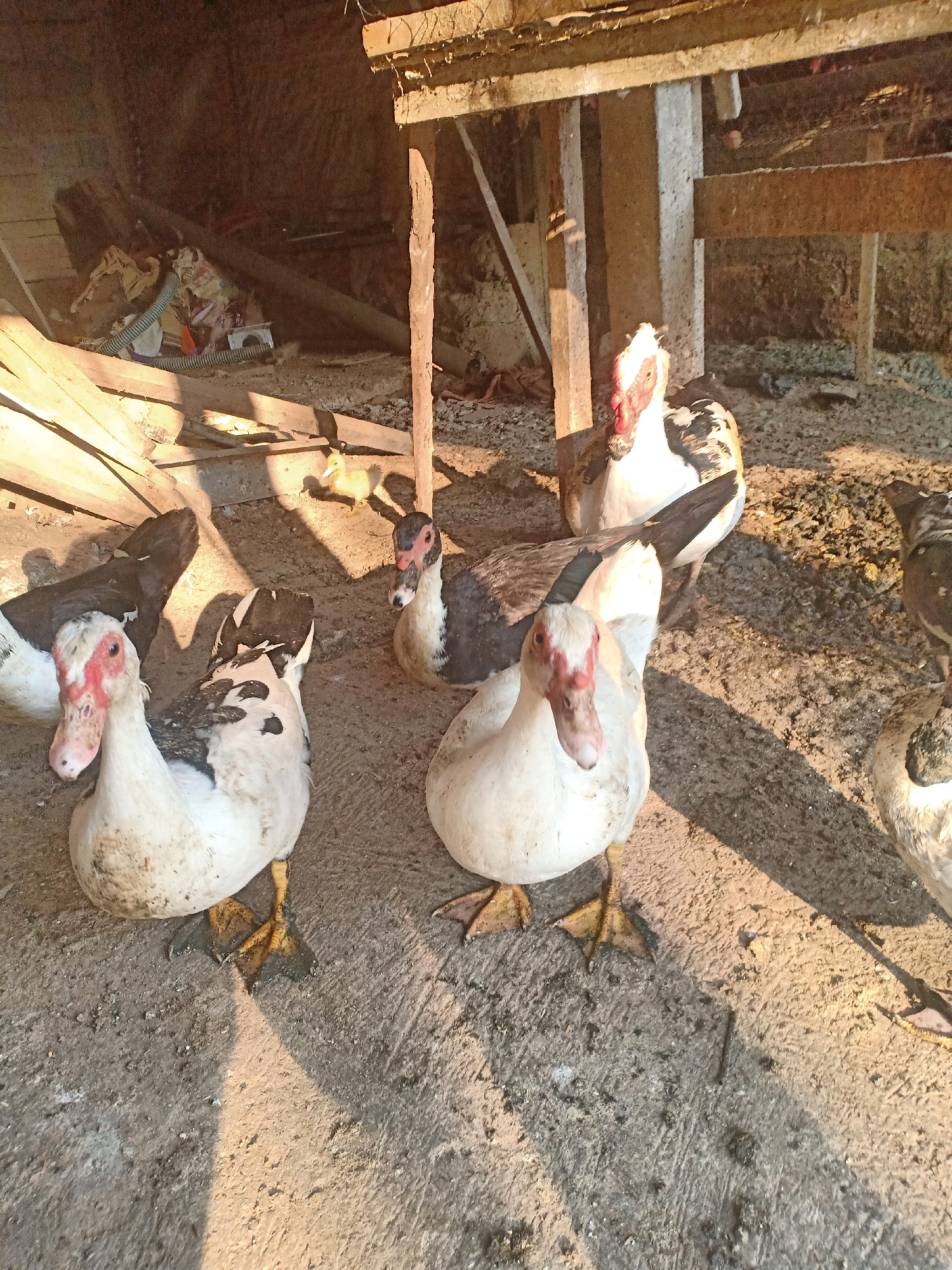 In the rural village of Tasikhargo, Indonesia, several Muscovy ducks are gathered in a dusty, sunlit enclosure. The ducks, characterized by their white and black plumage and red caruncles around their eyes and bills, are the primary subjects of the image. They are standing and lying on a coarse, dirt ground, with some casting shadows under the bright sunlight. The background reveals a rustic, possibly dilapidated structure made of rough-hewn wood and concrete posts, suggesting an agricultural or backyard setting. Debris, including scattered straw and what appears to be discarded materials, is visible in the shadowed recesses of the structure. The overall impression is one of a typical, unadorned rural scene.
