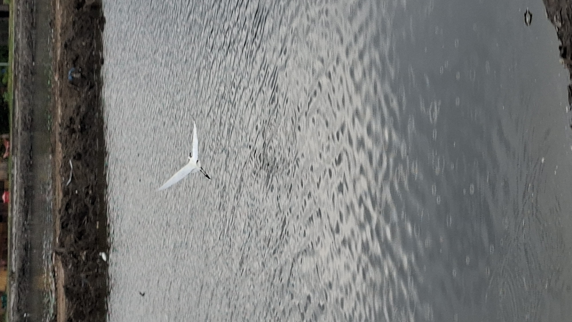 A white bird with black markings on its wings and head flies low over rippling water. The bird's wings are spread wide, and its tail feathers are fanned out. The water is a murky gray and reflects the overcast sky. In the background, a muddy bank is visible, with some debris scattered along it. Beyond the bank, indistinct buildings can be seen. The scene appears to be an outdoor environment, possibly a pond or a canal, within the city of Lhokseumawe, Indonesia. There are no people visible in the image. The overall impression is one of a naturalistic, slightly industrial setting.