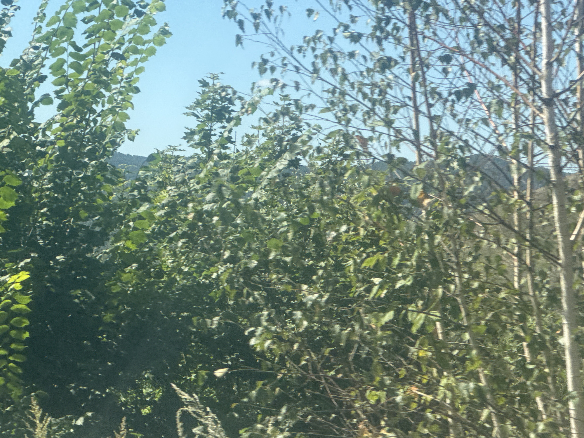 The image shows a dense thicket of trees and foliage against a bright blue sky. The trees are a mix of deciduous species with green leaves, and some bare branches are visible. The foliage is so thick in places that it obscures the background, but hints of a distant hillside or mountain can be seen through gaps. The lighting suggests it is daytime, likely mid-morning or afternoon, with sunlight filtering through the leaves, creating dappled shadows. There are no people, structures, or specific identifiable landmarks to suggest a particular location within Zilair, Russia. The scene appears to be a natural or semi-natural outdoor environment, possibly a forest edge or a park area.