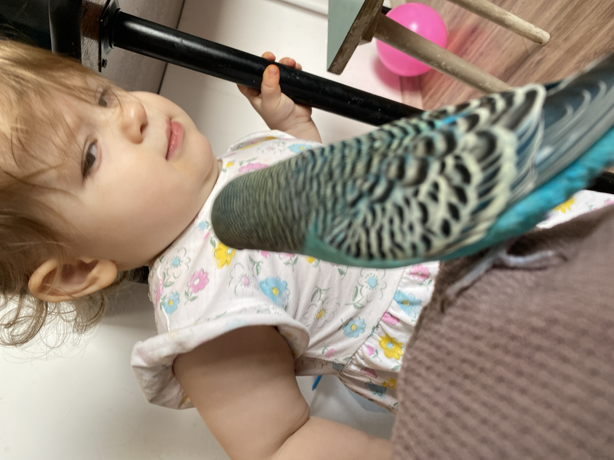 A child lies on their back in an indoor setting. The child, positioned on the left side of the frame, is wearing a light-colored dress with a floral pattern. The child's right hand is gripping a black metal bar. In the foreground on the right, a parakeet perches, its plumage displaying shades of blue, green, and black. In the background, a pink balloon is visible atop a wooden chair. The location appears to be Unknown, Unknown.