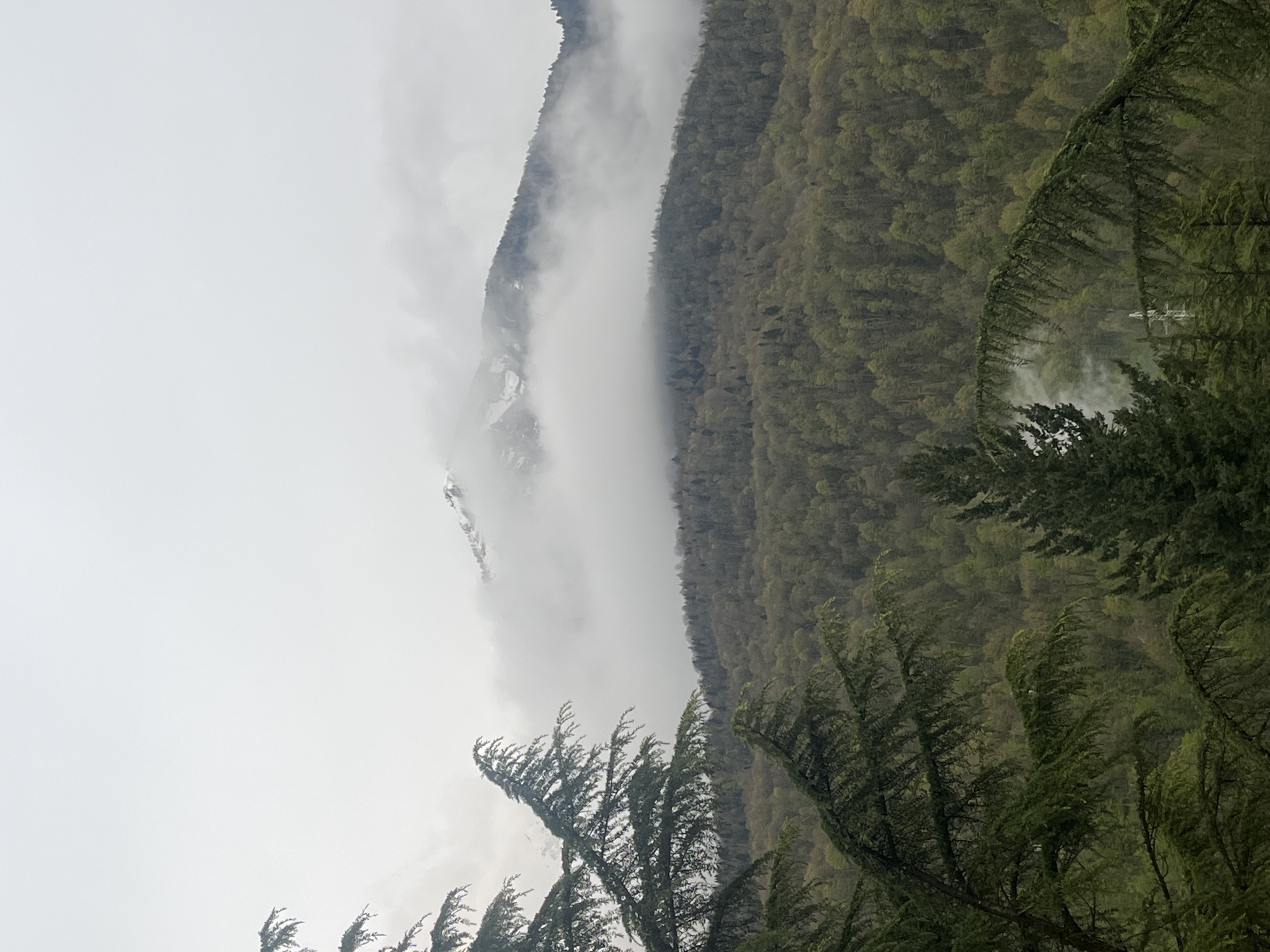 The image depicts a mountain range obscured by heavy fog. The right side of the image shows a densely forested slope. The left side features a steeper, rocky mountain shrouded in fog with patches of snow visible. In the foreground, coniferous trees are bending in what appears to be strong wind. The location and city are unknown.
