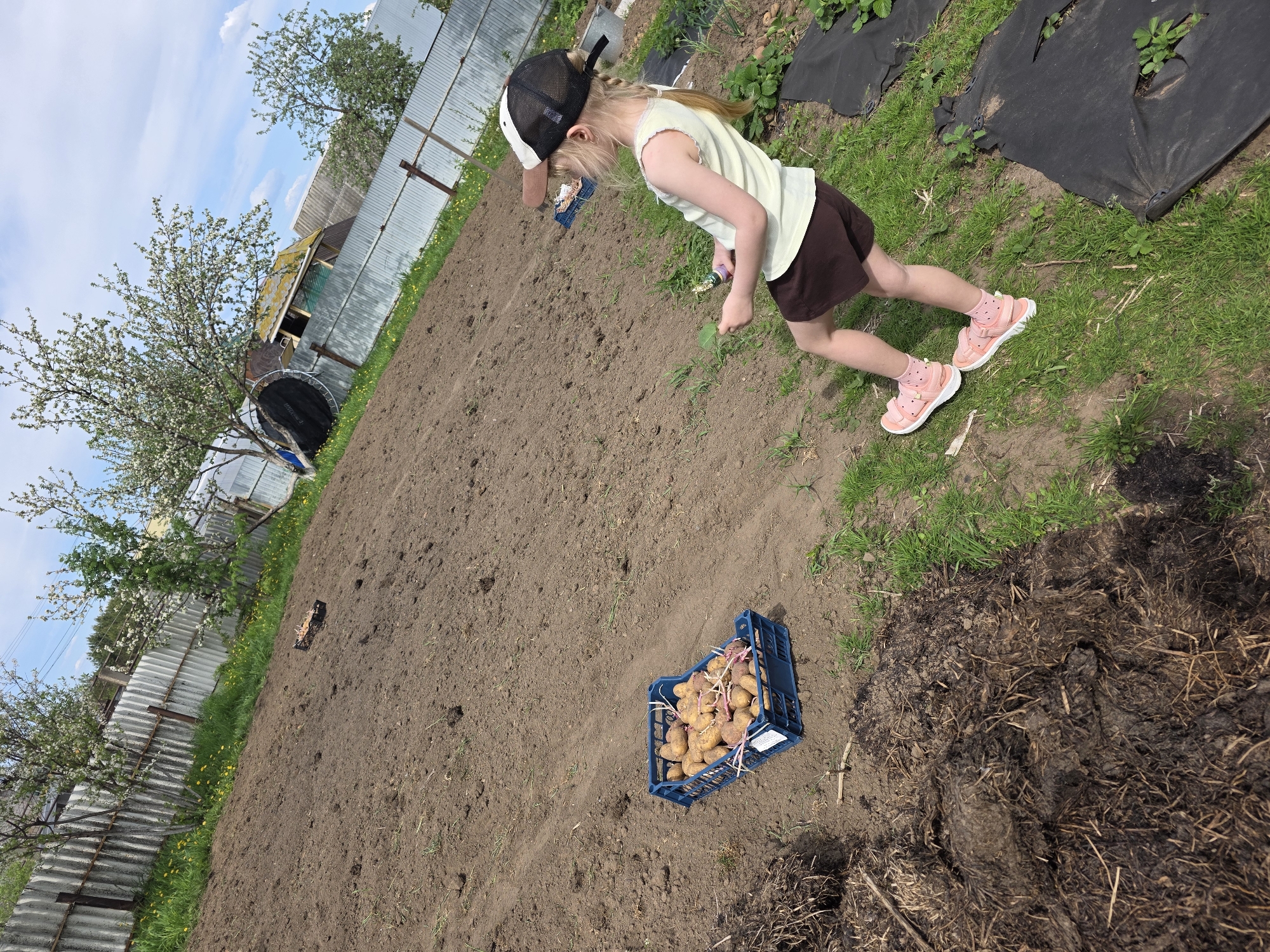 A girl in a black and white baseball cap, light green shirt, brown skirt, and pink shoes is planting potatoes in a garden in Chaikovsky, Russia. She is using a small hand tool to dig a hole. A blue crate full of potatoes is on the ground nearby. The garden is tilled soil with some grass and black plastic covering parts of it. In the background there is a metal fence and a trampoline. The sky is blue with white clouds. There are blossoming trees along the fence line.
