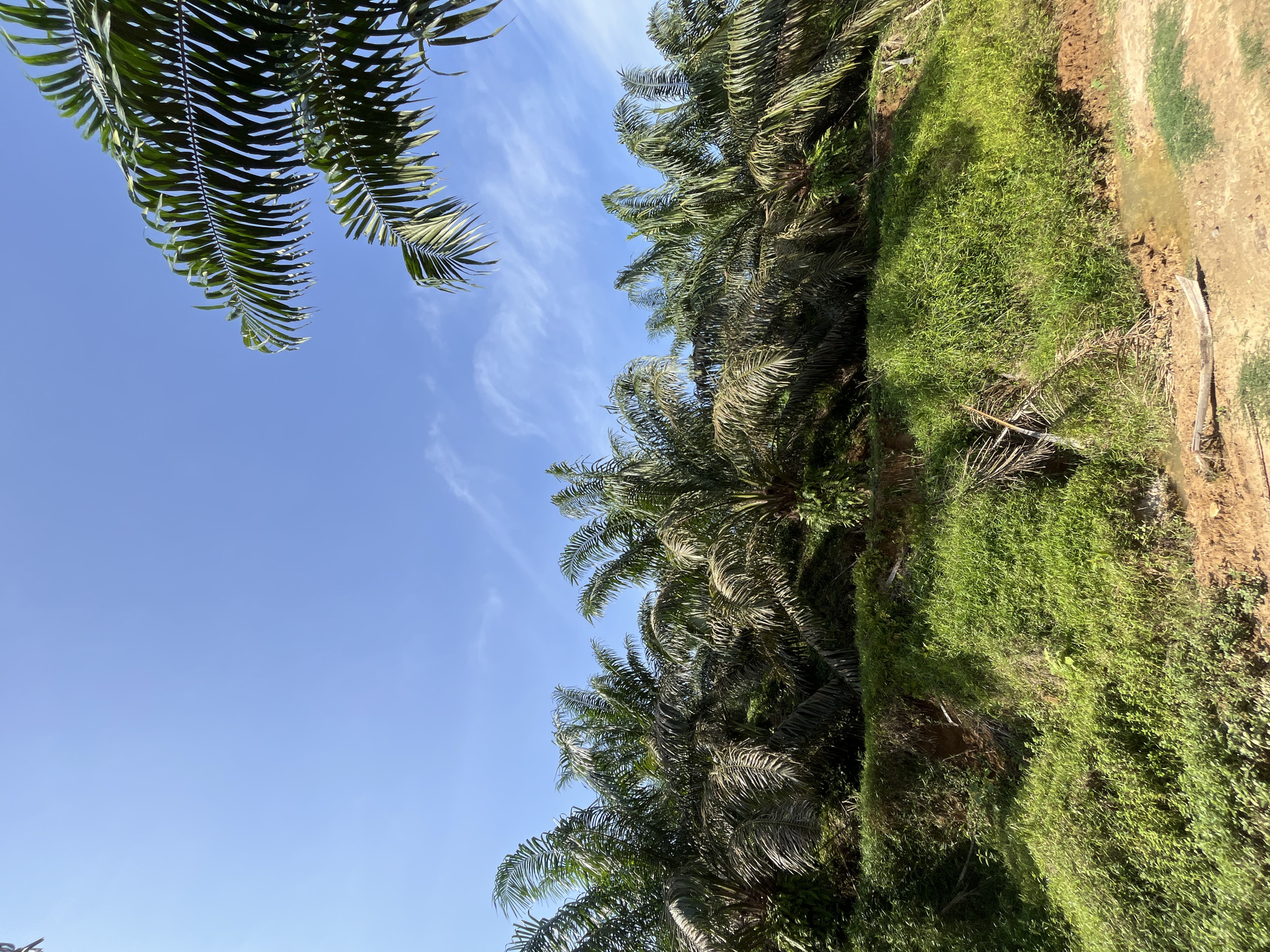 The image depicts a landscape scene with palm trees and lush vegetation under a clear blue sky. In the foreground, there is a dirt path next to a small, muddy stream. A weathered wooden object, resembling a small boat or trough, rests on the dirt path. The mid-ground features a steep, vegetated slope, predominantly covered in green grass and some dry palm fronds. Behind the slope, a dense row of palm trees stretches across the frame, their fronds creating a textured canopy. The background consists of a wide expanse of clear blue sky with scattered wispy white clouds. The top right corner of the image shows the fronds of a palm tree hanging into the frame from above. The scene suggests a rural or agricultural setting, possibly a palm oil plantation, in the vicinity of Durian, Indonesia. There are no people or animals visible in the image.