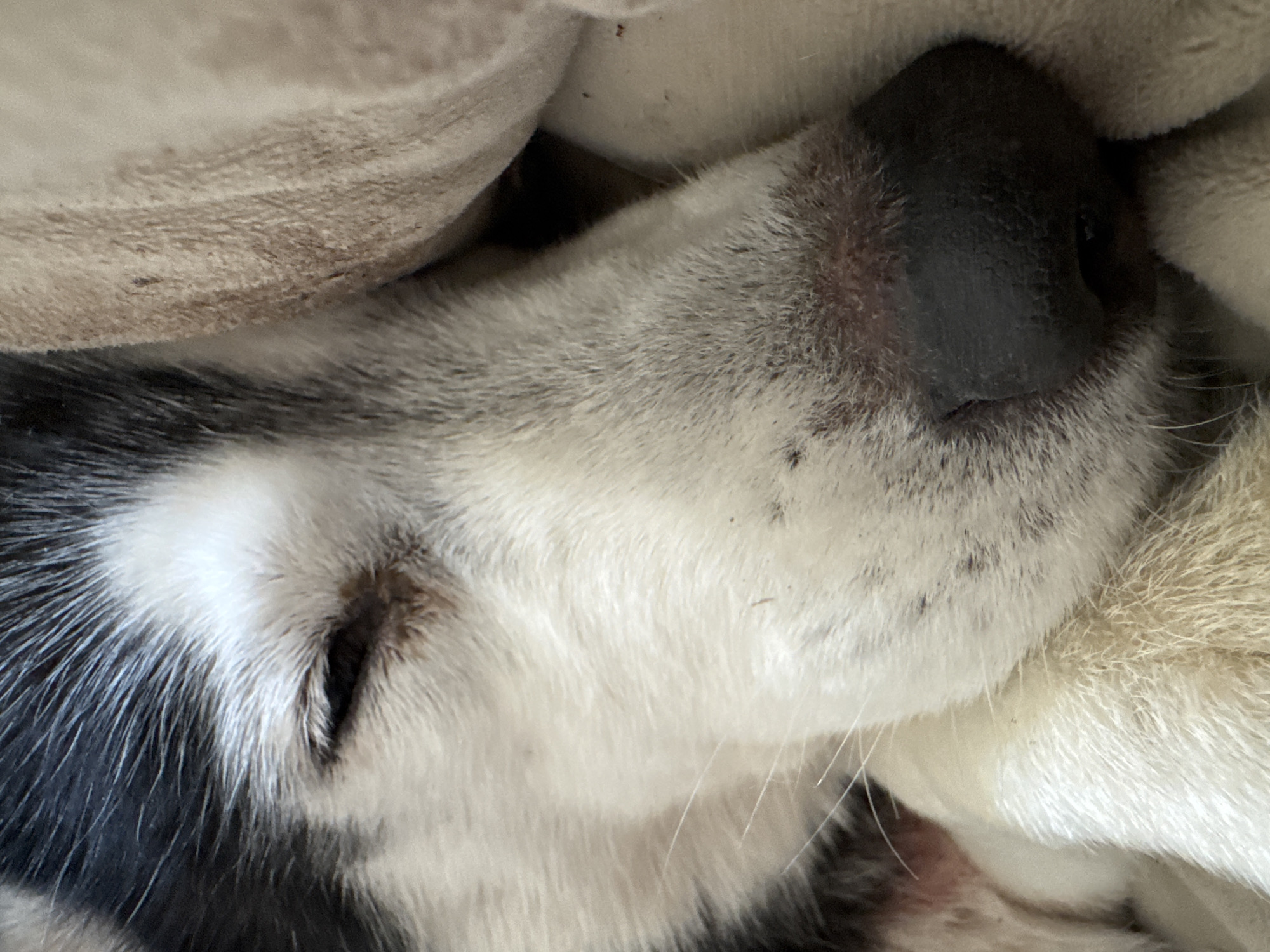 A close-up, eye-level, indoor shot captures the face of a sleeping husky dog. The dog's fur is predominantly white with black markings around its eye and ears. Its black nose is prominent and moist, with a slight redness around the nostrils. The dog is resting on a textured, light brown blanket. The image focuses on the dog's facial features, particularly its closed eye, nose, and surrounding fur. The background is blurred, emphasizing the subject. The image does not depict any identifiable landmarks or features that would place it specifically in Oeiras, Portugal.