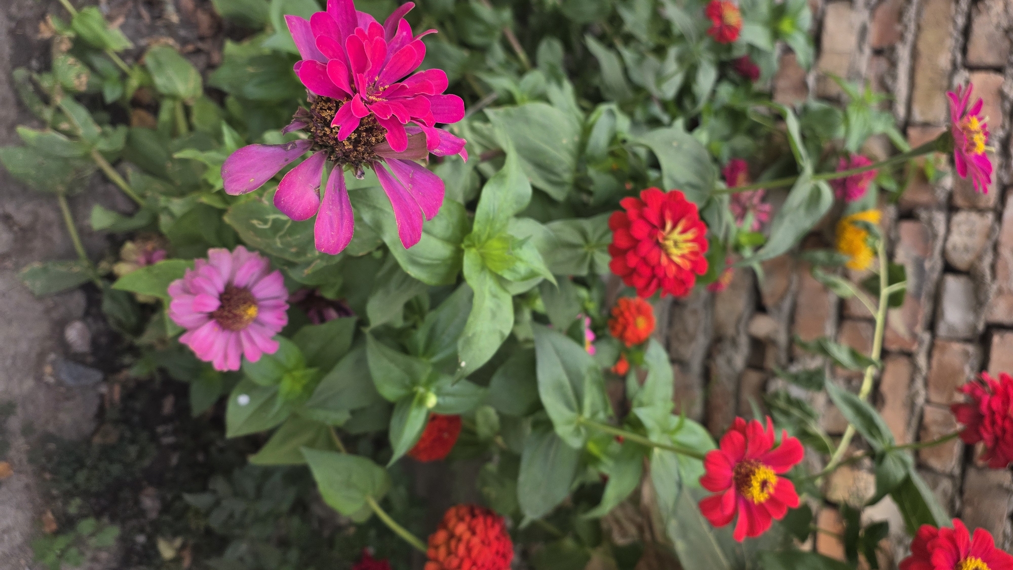 In Tokmok City, Kyrgyzstan, a close-up, vertical shot captures a cluster of vibrant zinnias blooming against a brick wall. The flowers, in shades of bright pink, deep red, and a subtle purple, are the primary subjects, their petals sharply defined in the foreground. The largest pink zinnia, positioned on the left, is a focal point with its layered petals and darker center. To its right and slightly further back, a deep red zinnia displays its bright yellow pistils. Smaller red and pink blooms are scattered throughout the mid-ground, interspersed with lush green foliage. The background consists of a textured, weathered brick wall, its tones ranging from orange-brown to gray, adding a rustic element to the composition. The ground below the flowers is a mix of soil and scattered debris, suggesting an outdoor setting, possibly a garden or yard. The lighting appears natural, casting subtle shadows and highlighting the textures of the petals and bricks.