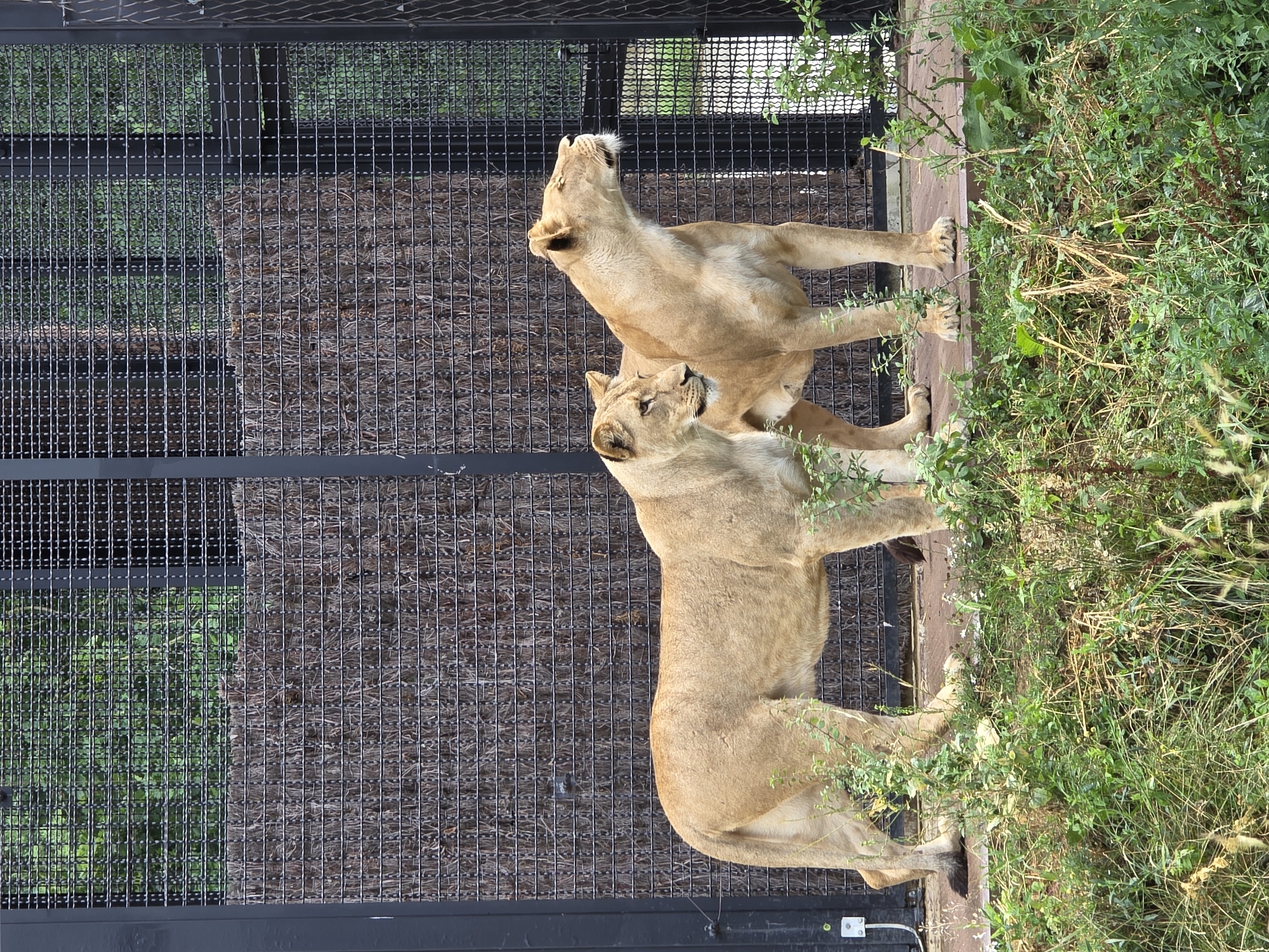 Two lionesses stand side-by-side in an outdoor enclosure at the Zlín Zoo. The lioness on the left faces forward, while the lioness on the right looks upwards and to the right. The enclosure features a dark metal fence in the background, with a textured brown matting material covering a portion of the lower fence. Green foliage is visible behind the fence. The ground inside the enclosure is a light brown, paved surface, and the lions are standing on this surface. In front of the enclosure, there is a dense area of green grass and vegetation. The Zlín Zoo is located in Zlín, Czechia.