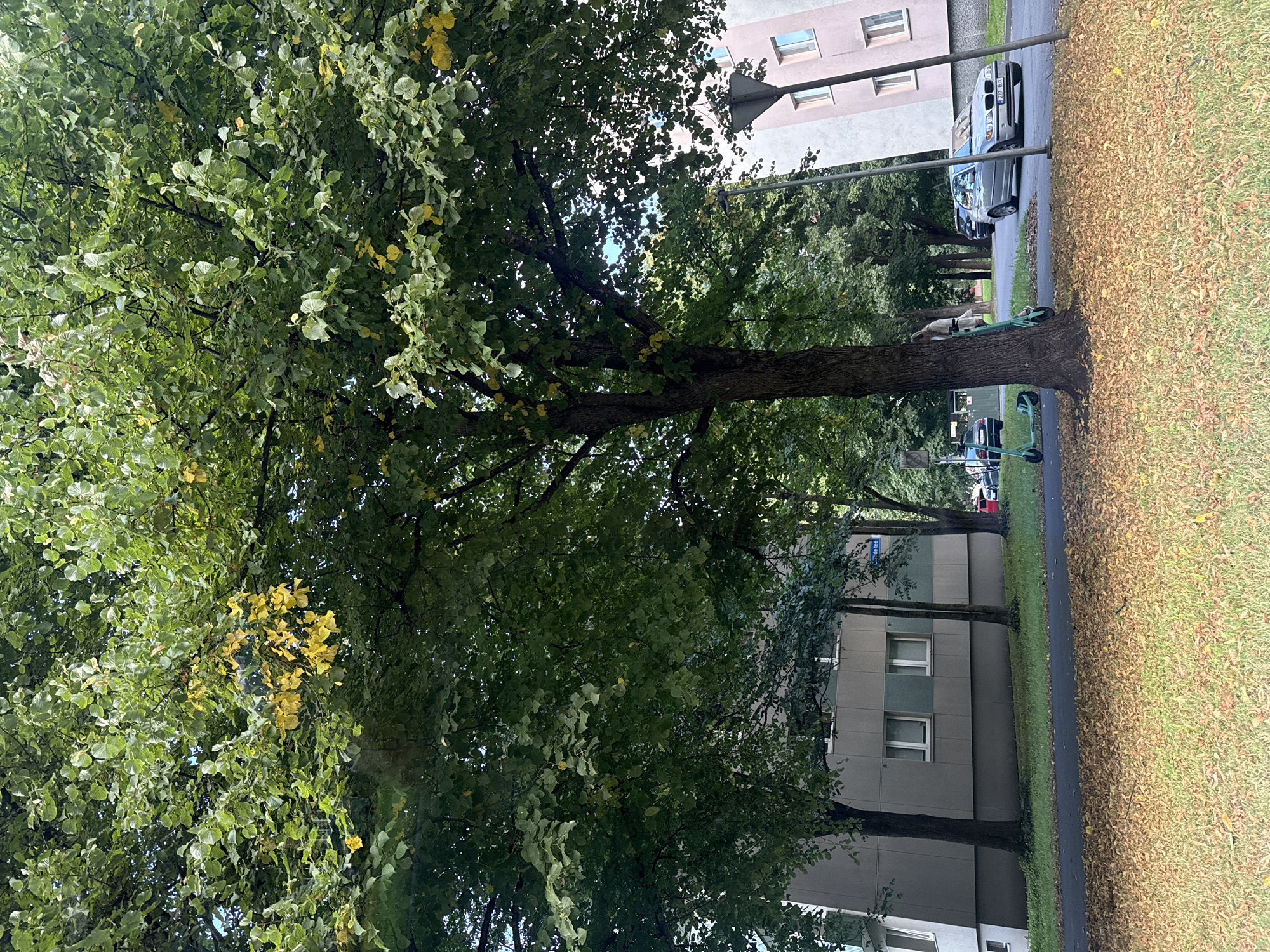 The image shows an outdoor scene in Tallinn, Estonia, likely in a residential area or park. A large tree with green and some yellowing leaves dominates the foreground, casting shadows. In the background, there are apartment buildings, one with light-colored siding and windows, and another with pink and white sections. A paved path runs in front of the buildings, and a grassy area covered in fallen leaves is visible in the foreground. Several electric scooters are parked near the tree, and a silver sedan is parked on the street. The overall impression is of an urban environment transitioning into autumn.
