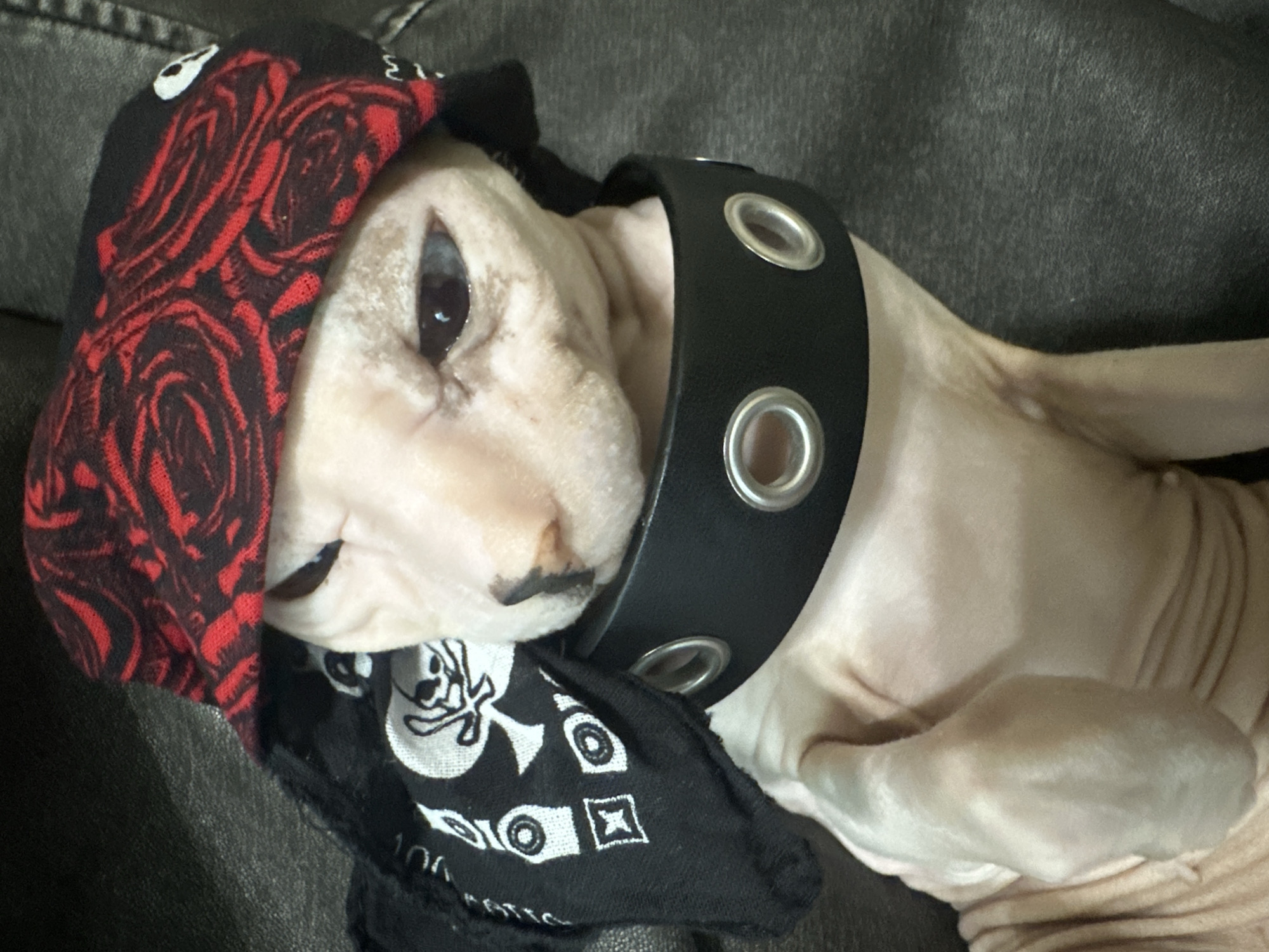 A Sphynx cat is wearing a black bandana with white skull and crossbones, a red and black rose-patterned hat, and a black studded collar. The cat is lying down on a dark, textured surface, possibly a couch or chair. The cat's skin is wrinkled and pale pink. Its eyes are dark. The overall impression is of a punk or biker-inspired aesthetic. The image is a close-up shot and does not contain any contextual information that would indicate its location in Togliatti, Russia.