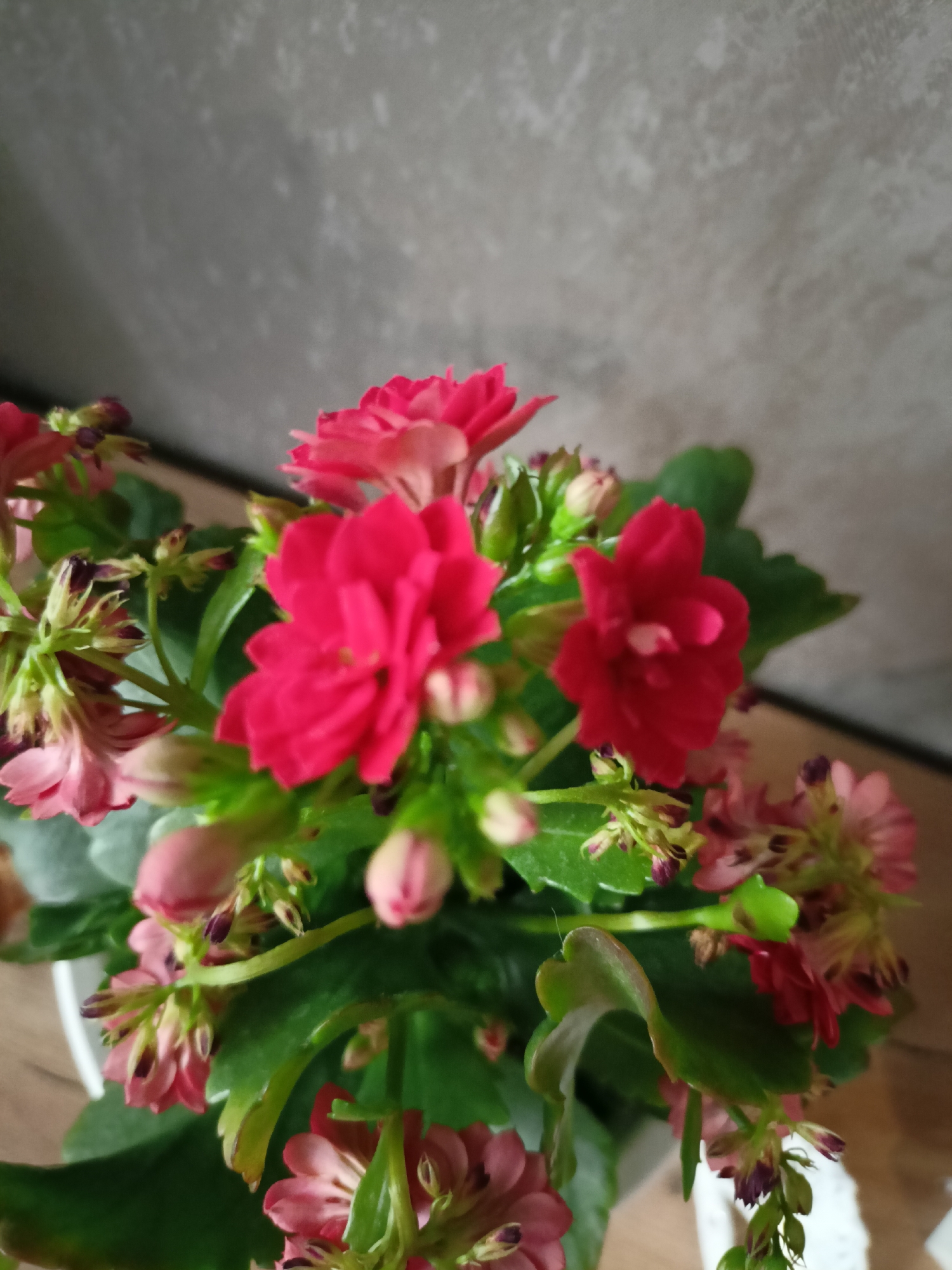 This is a close-up, eye-level, medium shot of a potted flowering plant with vibrant red and pink blossoms. The plant has lush green leaves and is housed in a white pot, the rim of which is visible at the bottom left. The background consists of a textured, light gray wall, suggesting an indoor setting. The lighting appears to be natural, possibly from a window, casting soft shadows and illuminating the flowers. The focus is sharp on the flowers and leaves, with the background slightly blurred. The image captures a sense of natural beauty and the delicate structure of the flowers. There is no visible text in the image. The location is Chaikovsky, Russia.