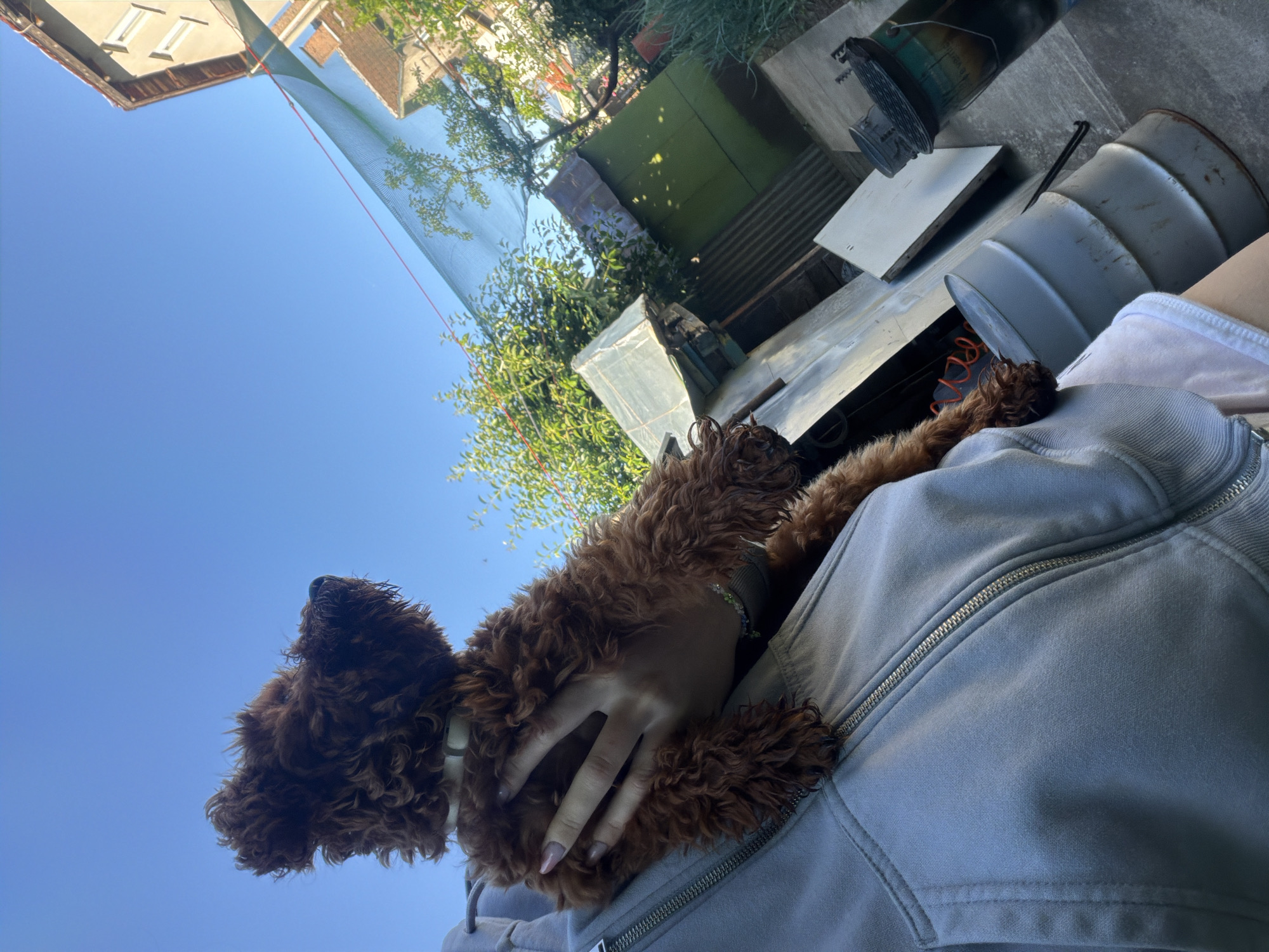 A low-angle, medium shot captures a person holding a small, reddish-brown curly-haired dog against a bright blue sky. The person is wearing a light gray zippered hoodie over a pink shirt. The dog, with its head turned to the right, wears a white collar and has its body partially obscured by the person's hand.
The background suggests an outdoor, possibly urban, setting. In the mid-ground, there are several dilapidated structures, including corrugated metal sheds and what appears to be a greenhouse or covered area with reflective panels. The structures are weathered and show signs of disrepair. Green foliage from trees and bushes is visible, interspersed with the structures.
In the background, to the right, a portion of a multi-story building with a tiled roof and windows is visible. A light blue-green mesh netting is stretched across the upper portion of the frame, supported by red wires. The overall impression is of a somewhat cluttered backyard or industrial area. The location is identified as Sofia, Bulgaria.