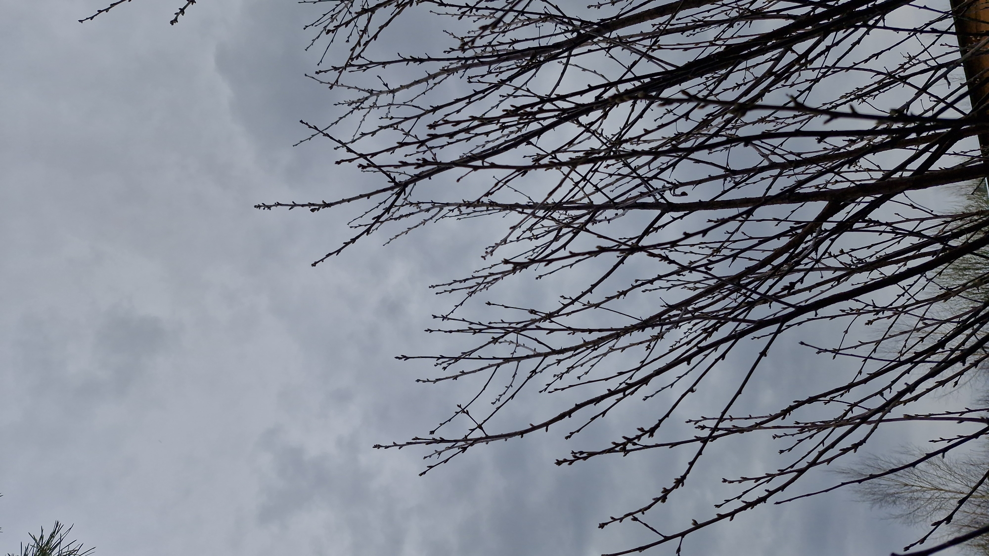 A low-angle shot looking up through bare tree branches against an overcast sky. The branches are brown and slender with small buds. The sky is gray with cloudy patterns. The location is not discernible from the visual details of the photograph. The photograph does not depict location in the city of Otchor, Russia. There are no people or apparent actions visible.