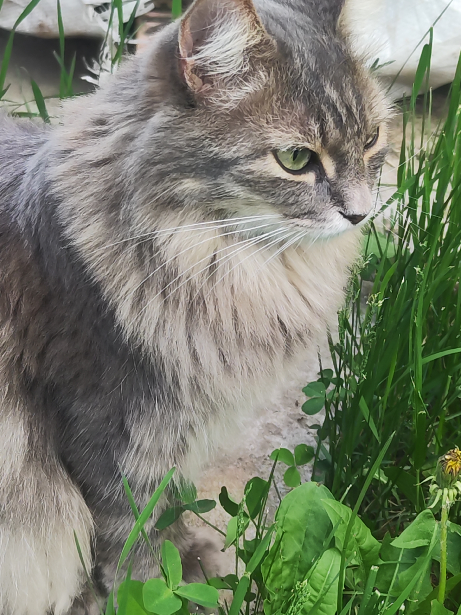 A medium-shot depicts a grey tabby cat with long fur and green eyes sitting in an outdoor setting amongst grass, clover, and other green vegetation. The cat is partially obscured by the vegetation. The background suggests a natural environment, possibly a garden or overgrown area. The location, Chaikovsky, Russia, is only inferred and not directly observable from the image. No people or other animals are present. The cat is not engaged in any discernable action, but rather appears to be resting or observing something outside the frame.